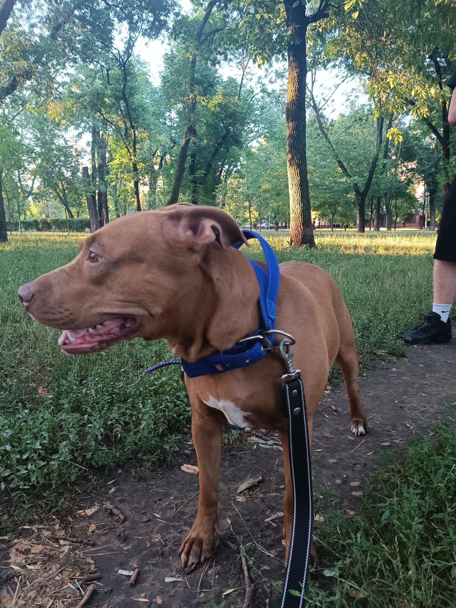 An American Staffordshire Terrier with brown fur and white markings on its chest is standing on a dirt path in a park. The dog is wearing a blue collar and a leash is attached. The dog's mouth is open, revealing its teeth and pink tongue. In the background, there are numerous trees with green foliage and sunlight filtering through the leaves. A person's legs and feet, wearing black shorts and black athletic shoes, are visible on the right side of the image. The ground is covered in grass, dirt, and some fallen leaves. The scene appears to be in a park in the city of Zaporizhzhia, Ukraine.