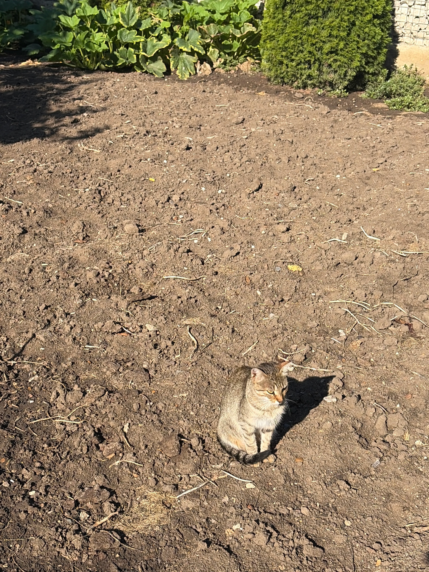 A tabby cat with light brown fur and dark stripes sits on dry, brown soil in Oxentea, Moldova. The cat is facing left, with its head turned towards the right, and is partially in shadow. The soil is uneven with small clods and scattered dry grass. In the background, there are green plants and a dense green shrub. The ground also shows shadows of the plants and possibly a human figure.