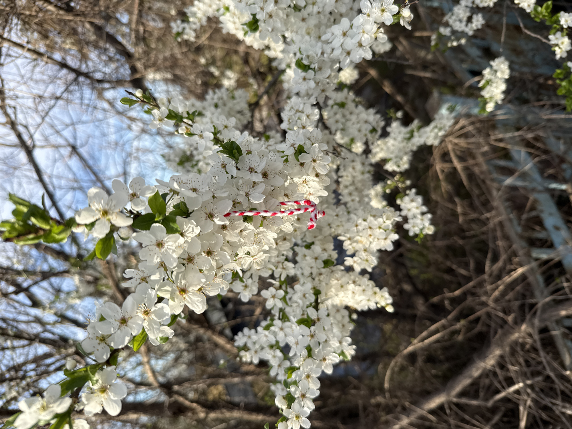 Close-up shot of a flowering tree branch, densely covered with small white blossoms. A traditional Bulgarian Martenitsa, a red and white thread ornament, is tied to one of the branches. The background reveals a partly cloudy sky and branches of the tree. The image was taken during daytime in an outdoor setting, likely in Sofia, Bulgaria, due to the presence of the Martenitsa, a cultural symbol associated with the country.