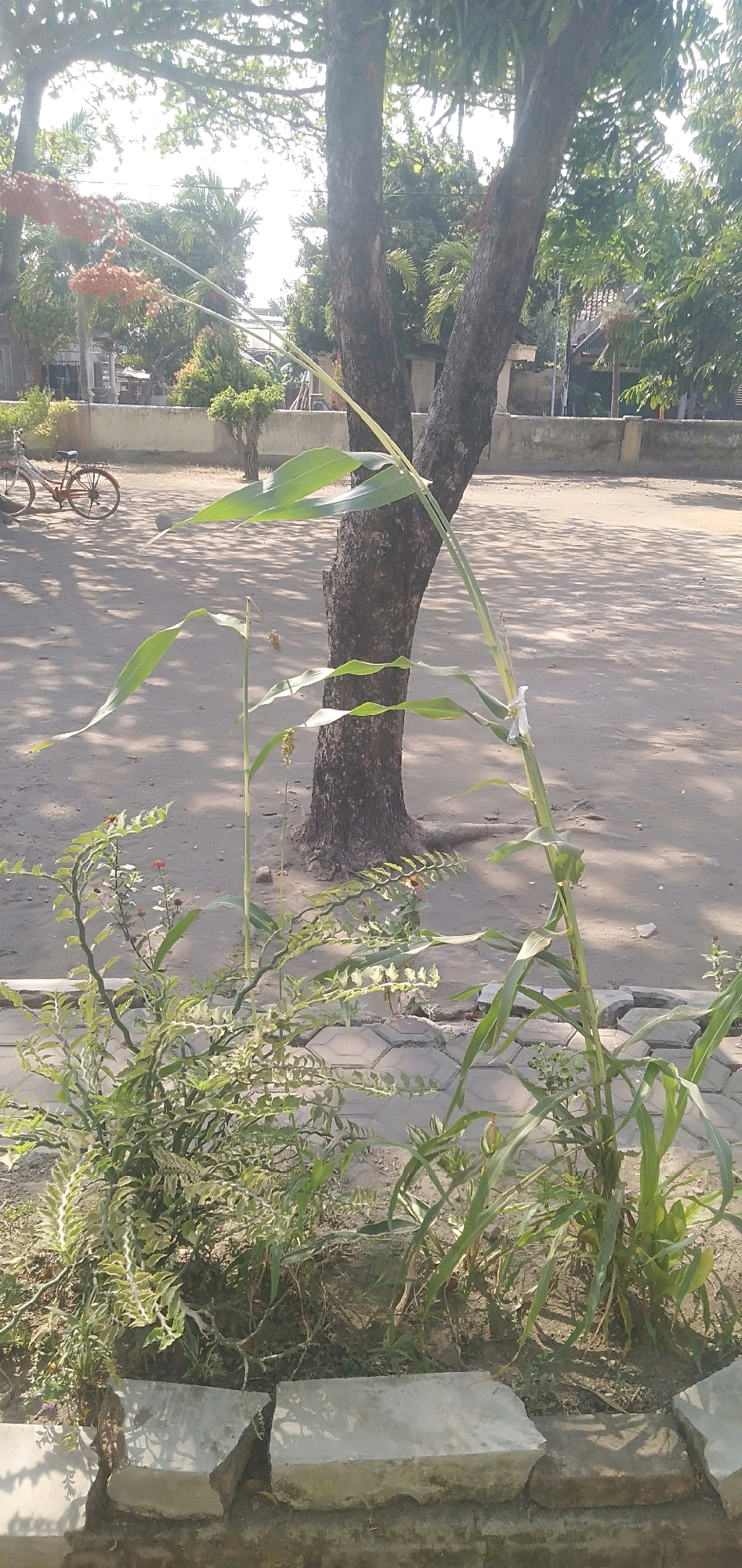 The image depicts an outdoor scene in the city of Plemahan, Indonesia, on a sunny day. The foreground is dominated by lush green plants, including a tall corn stalk with long, drooping leaves, and a dense bush with intricate, branching stems and small red flowers. The plants are situated behind a cracked concrete barrier, with some of the concrete slabs broken into pieces.
In the mid-ground, a large tree with a thick, dark trunk stands prominently. Its branches extend upwards, with dappled sunlight filtering through the leaves, casting shadows on the sandy ground. To the left, a red bicycle with a basket is parked near a low, light-colored wall.
The background reveals more greenery, including trees and foliage, and hints of buildings with tiled roofs. The ground is a mix of sand and dirt, with scattered small stones and pebbles. The overall atmosphere suggests a tranquil, possibly rural or suburban, setting within Plemahan. There are no people visible in the image.