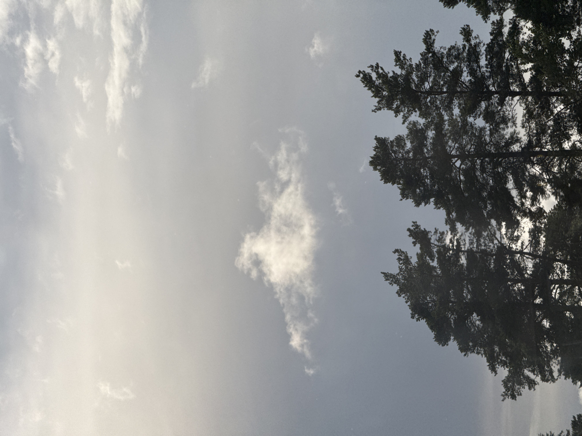 The image shows the tops of several tall pine trees silhouetted against a cloudy sky. The sky is a mix of light gray and white clouds, with some areas appearing brighter due to the sun's light filtering through. The trees are dark and dense, with their branches extending upwards. The scene appears to be a natural outdoor setting, possibly a park or forest area. Given the context of Sestroretsk, Russia, this could be a view of the pine forests common in the region, likely near the Gulf of Finland. There are no people or discernable man-made objects in the frame. The overall impression is one of natural beauty and tranquility.