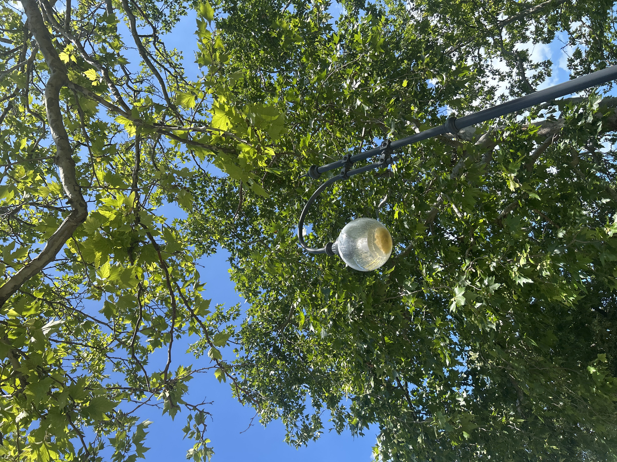 This media file is a downward-looking shot of a streetlamp amidst the branches and leaves of a large tree against a clear blue sky. The sunlight filters through the dense green foliage, creating a dappled effect and illuminating the rounded glass of the streetlamp, which appears to have a yellowish tint inside. The tree's branches are spread out, with many leaves visible. A dark metal pole extends into the frame from the upper right, supporting the streetlamp. The scene suggests an outdoor setting, likely a park or a street with mature trees. The bright sky indicates it is daytime, possibly midday given the intensity of the light. There are no people or animals visible. The overall mood is peaceful and natural, with the man-made object of the streetlamp integrated into the organic surroundings. No text is visible in the image.