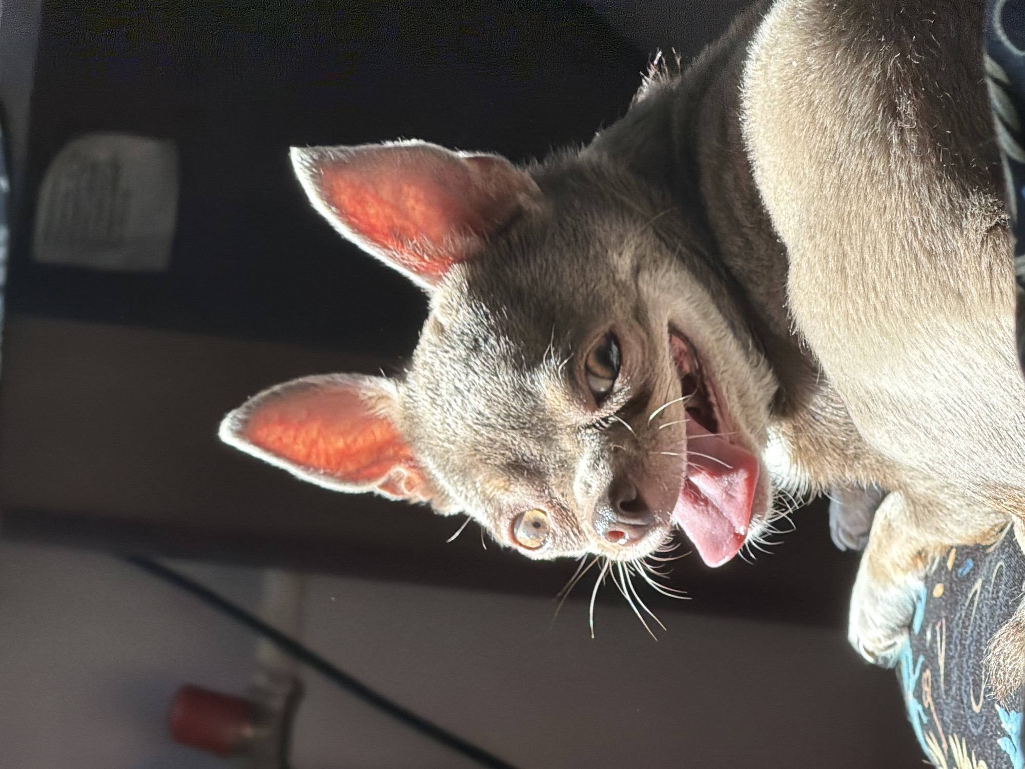 A tan Chihuahua dog with erect ears and a pink tongue hangs upside down. The dog's face is angled downwards, its mouth open in a yawn or bark. The fur is short and smooth, catching the light. A black power cord and a blurred red object are visible in the background. The location is not discernable from the image and thus cannot be identified as Saint Petersburg, Russia.