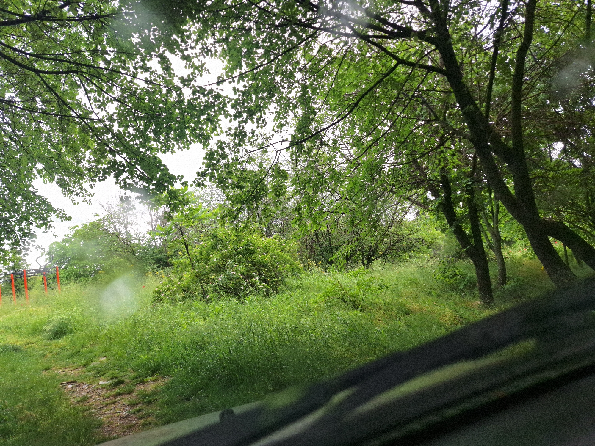 The image depicts a view from inside a vehicle, likely a car, looking out onto a grassy, overgrown area with trees. The location appears to be a green space, possibly a park or undeveloped area.
**Environment:** The scene is characterized by lush, green vegetation, including long grass and bushes. There are trees with full foliage. The sky is overcast, suggesting a rainy or cloudy day. Raindrops are visible on the windshield of the vehicle.
**Objects:** A faint, somewhat obscured orange fence is visible to the left. There appears to be a dirt path or road leading into the grassy area. The foreground is dominated by the windshield of the vehicle and parts of the dashboard.
**Location:** The image's location in the city of Unknown, Unknown is not able to be determined.