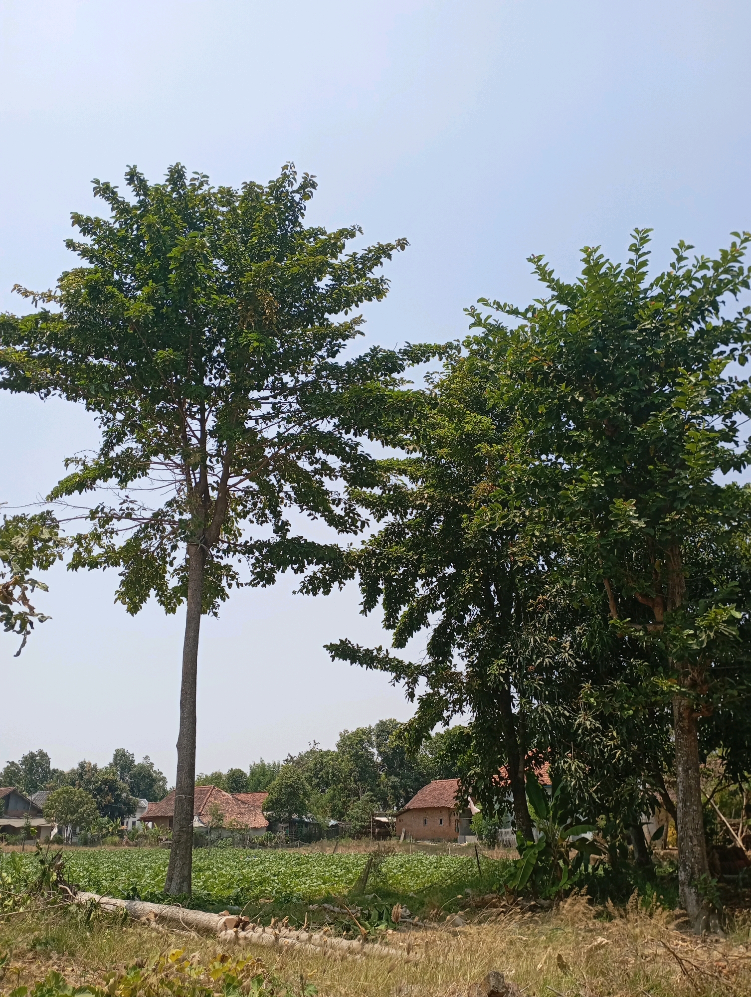 This image depicts a rural scene in Kecamatan Haurgeulis, Indonesia, dominated by lush green foliage and a clear sky. Two large trees stand prominently in the foreground. The tree on the left is slender with a full canopy, while the tree on the right is broader and denser. Beyond the trees, a field of green crops stretches towards a cluster of traditional Indonesian houses with terracotta tile roofs. The houses appear to be single-story structures with simple architecture. The ground in the foreground is covered with dry grass and some fallen branches, suggesting a natural, undeveloped landscape. The overall atmosphere is peaceful and idyllic, characteristic of a countryside setting.