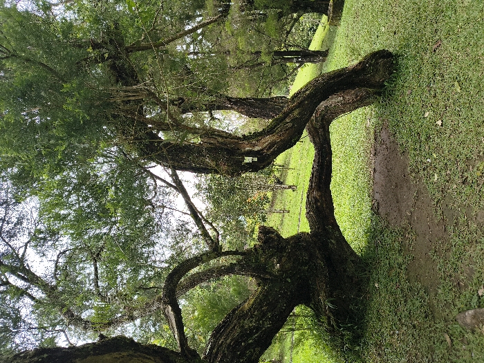 This image depicts a vibrant natural landscape, likely a park or garden, located in Cimacan, Indonesia. The scene is dominated by several large, mature trees with thick, gnarled, dark brown trunks and branches that extend prominently across the frame. The bark of these trees exhibits a rough texture, possibly covered in moss or lichen, suggesting considerable age. Their canopies are dense with numerous small, bright green leaves, creating a lush and verdant environment.
The ground is predominantly covered in short, well-maintained green grass. A distinct darker brown area, appearing as a dirt path or exposed earth, cuts through the grassy expanse, adding a textural contrast. The scene is brightly illuminated by natural daylight, indicating a clear or partly cloudy day, with light filtering through the foliage to create dappled patterns on the ground.
No people or animals are visible, contributing to an overall sense of tranquility and natural beauty. A small, rectangular white label or sign is faintly visible on one of the tree trunks on the left side of the image, but any text on it is unreadable. In the background, additional trees and greenery are visible, blurring slightly into the distance and suggesting a broader natural setting. The composition, with the tree branches extending diagonally and horizontally, creates a dynamic and immersive perspective of the woodland area.