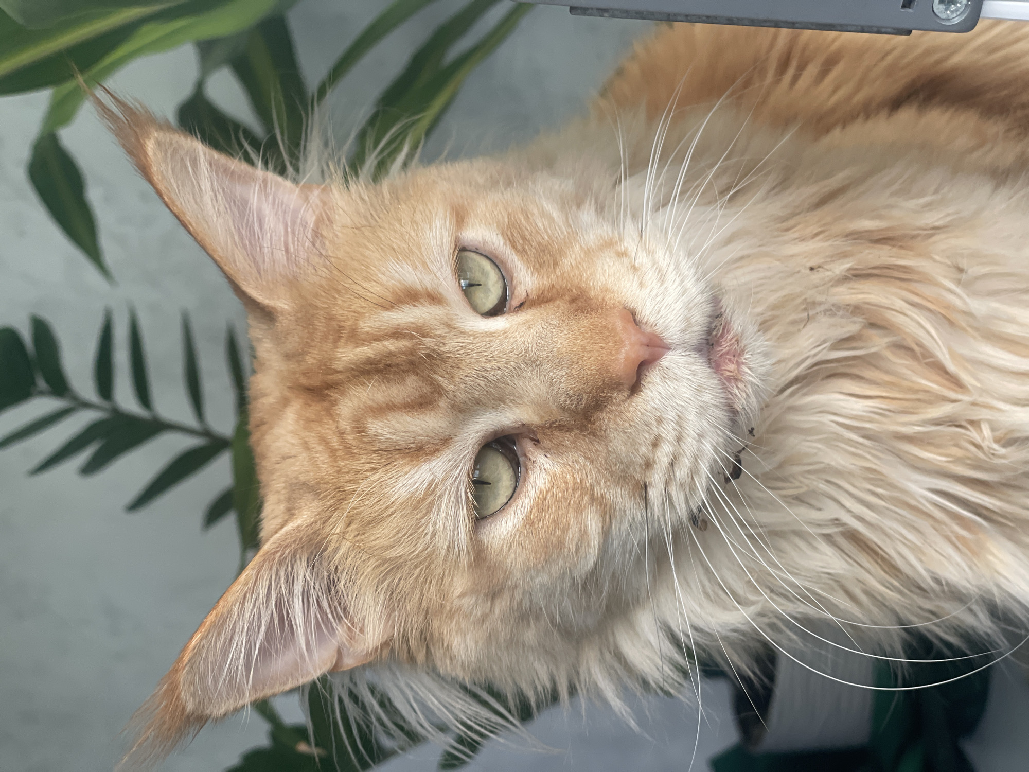 This is a close-up, head-and-shoulders shot of a light orange tabby cat, likely a Maine Coon due to its large size and prominent ear tufts, lying down. The cat's head is tilted, and it's looking directly at the camera with wide, pale green eyes. Its fur is long and fluffy, particularly around its face and neck, with lighter fur around its muzzle and chin. The cat's ears are large and pointed, with tufts of fur at the tips. Its nose is pink, and its mouth is slightly open, revealing a hint of its pink tongue. The background is blurred, but appears to be a mix of green foliage and a light-colored surface, possibly a wall or furniture. The lighting suggests it's daytime, likely indoors, given the soft, diffused light. There is a thin gray object with screws visible at the top of the frame, suggesting it might be a piece of furniture or equipment. The cat appears relaxed and comfortable. No text is visible in the image. The location is noted as Rozsoshentsi, Ukraine.