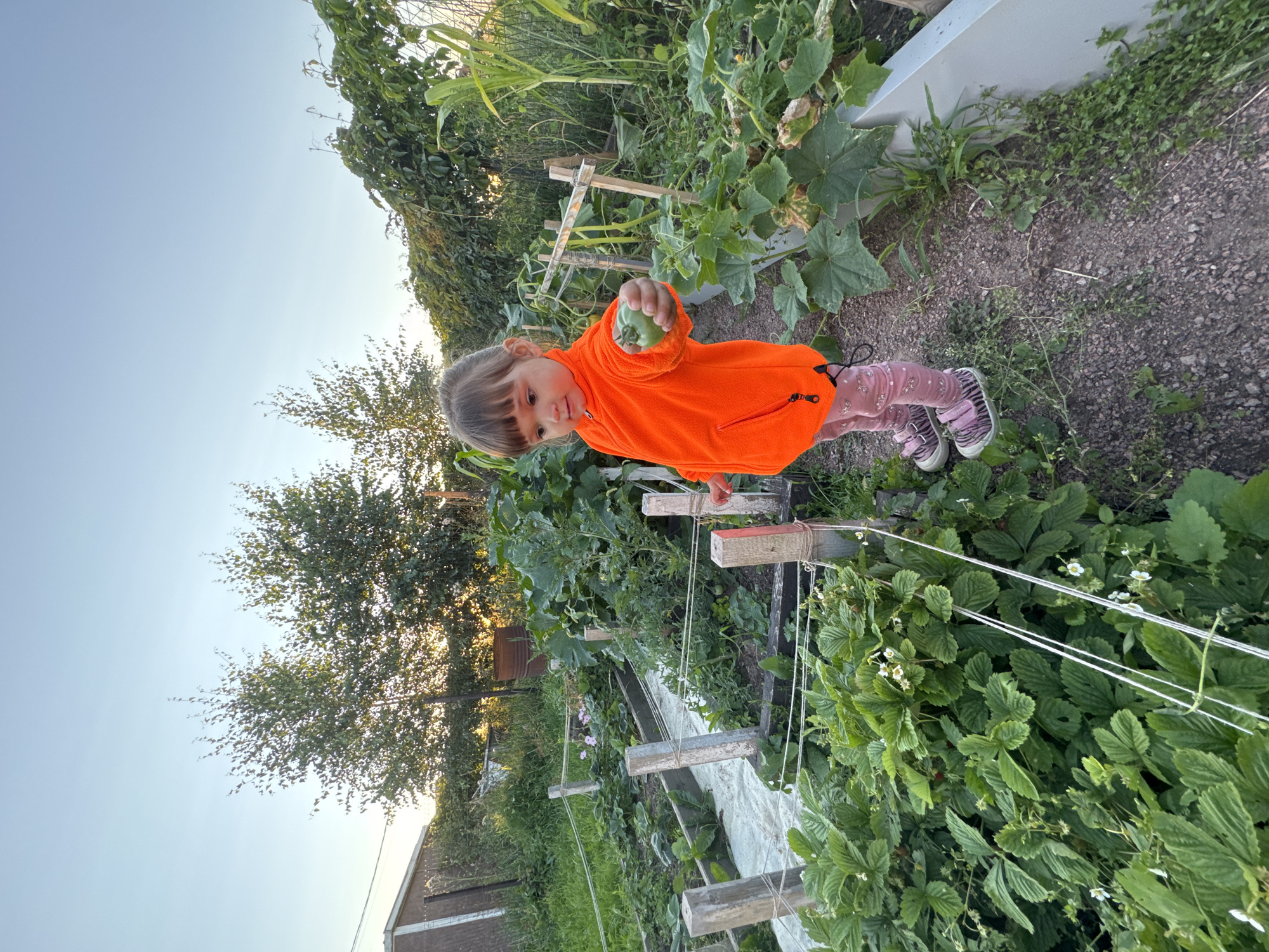 A young girl wearing an orange fleece jacket and pink patterned leggings stands in a garden in Kempelevo, Russia. She holds a small green tomato in her right hand, offering it towards the camera. The garden features raised beds filled with lush green plants, including what appear to be strawberries and cucumber plants. Wooden posts and white string demarcate the garden beds. In the background, trees and a shed are visible under a clear blue sky. The setting suggests a rural or suburban outdoor environment during daylight hours.