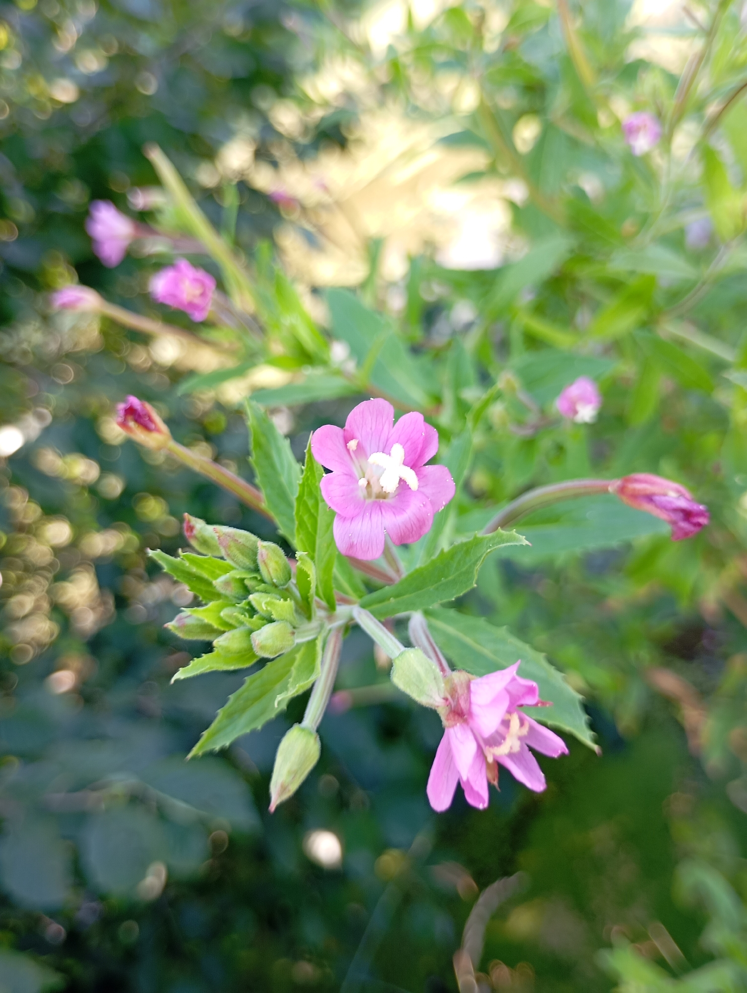The image shows a close-up of pink flowers and green buds on a plant, set against a blurred background of foliage and bokeh lights. The flowers are delicate, with five petals and a white center. The buds are tightly closed, with pointed tips. The plant appears to be growing outdoors in a natural setting, possibly a garden or park. The location is specified as Malyi Bukor, Russia, but no specific landmarks or urban features are visible in the image itself to confirm this. The lighting suggests it is daytime, with the sun filtering through the leaves. There are no people or animals present in the scene. The focus is entirely on the flora.