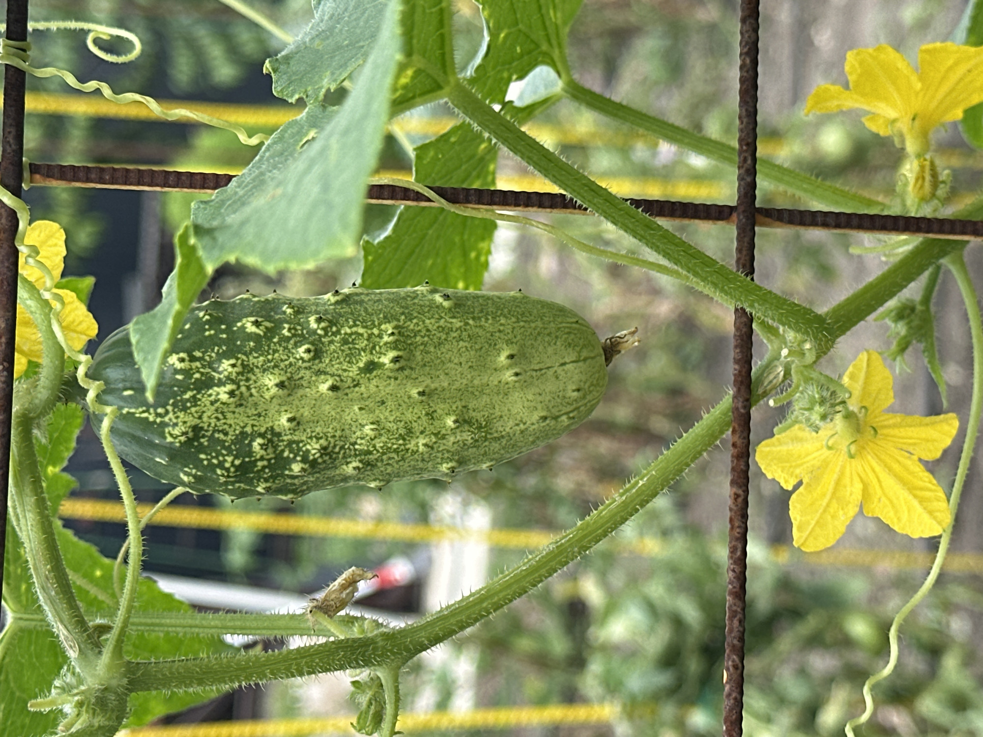 This is a close-up, eye-level outdoor photograph of a growing cucumber plant in Yessentuki, Russia. A single, ripe green cucumber hangs vertically from a thick, hairy stem. The cucumber is covered in small, light-colored bumps and has a slightly tapered end. Yellow cucumber flowers with five petals are visible near the bottom and top of the image. The plant is supported by a rusty metal trellis and yellow stakes, with tendrils curling around the supports. The background is blurred, showing hints of green foliage and possibly other garden elements. The lighting suggests a bright, overcast day.