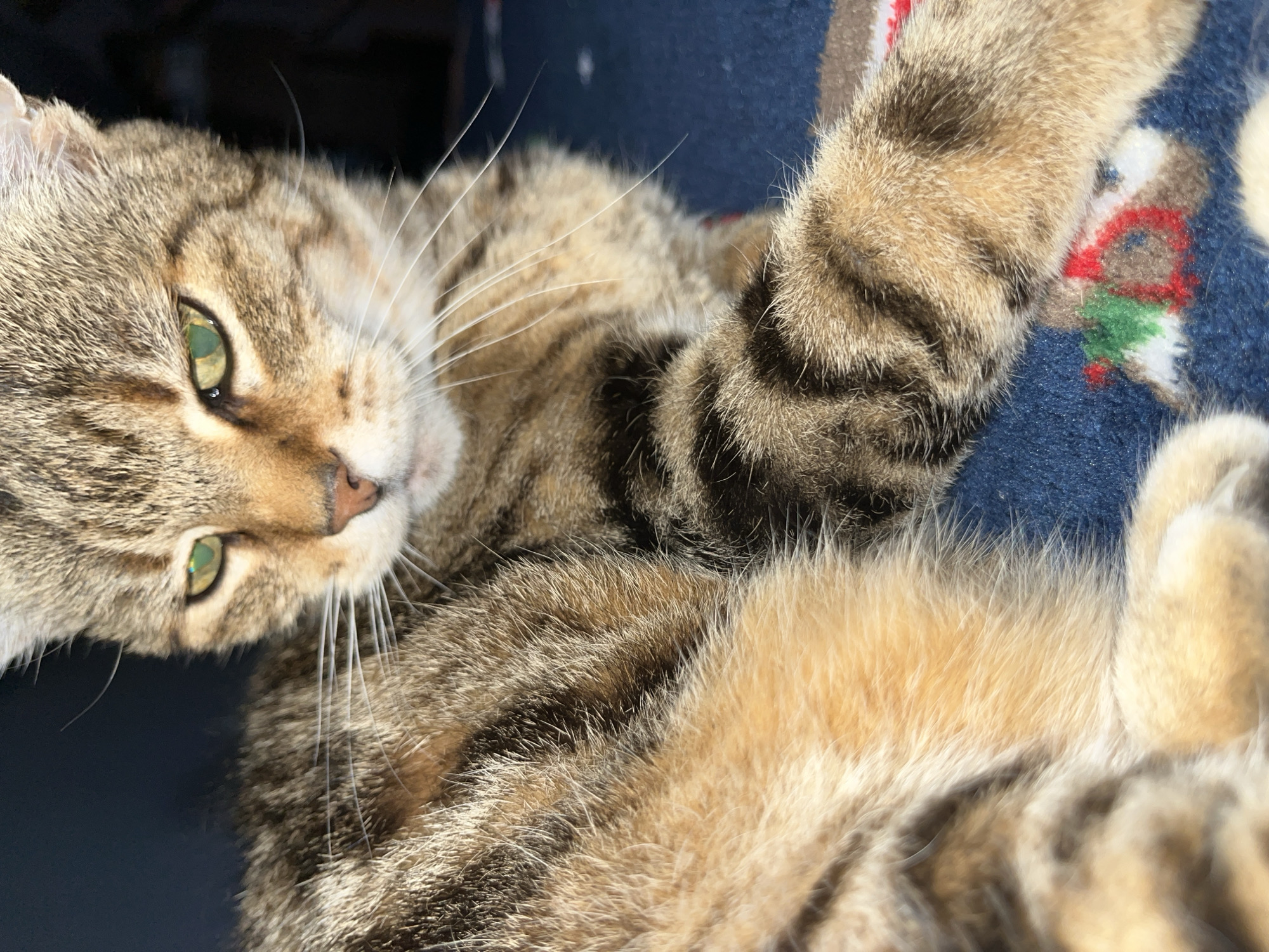 A close-up, eye-level, medium shot captures a tabby cat resting on a blue blanket. The cat is facing towards the right of the frame, with its head slightly tilted down and to the side. Its fur is a mix of brown, black, and orange tabby stripes. The cat's green eyes are partially closed, and its gaze is directed downwards. Its right paw is extended across the blanket, showcasing prominent black stripes. The blanket is blue and has a faint pattern of red, green, and white. The background is dark and out of focus, suggesting an indoor setting. There is no visible indication of the city of Ruse, Bulgaria.