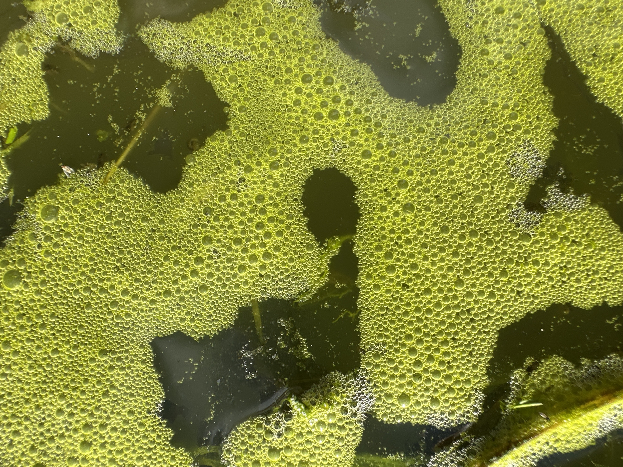 The image depicts a close-up view of bright green algae on the surface of water. The algae forms a thick layer of small, uniform bubbles. Several dark, irregular shapes, likely shadows of submerged vegetation or other objects, are visible within the green layer. The water itself is dark and murky underneath the algae. The scene appears to be outdoors, possibly in a pond, lake, or slow-moving body of water, with natural light illuminating the bubbles and casting the shadows. There are no people or animals visible in the frame. The overall impression is one of a natural, possibly eutrophic, aquatic environment. The location in Piriutino, Russia, suggests this is a natural body of water within that geographical area.