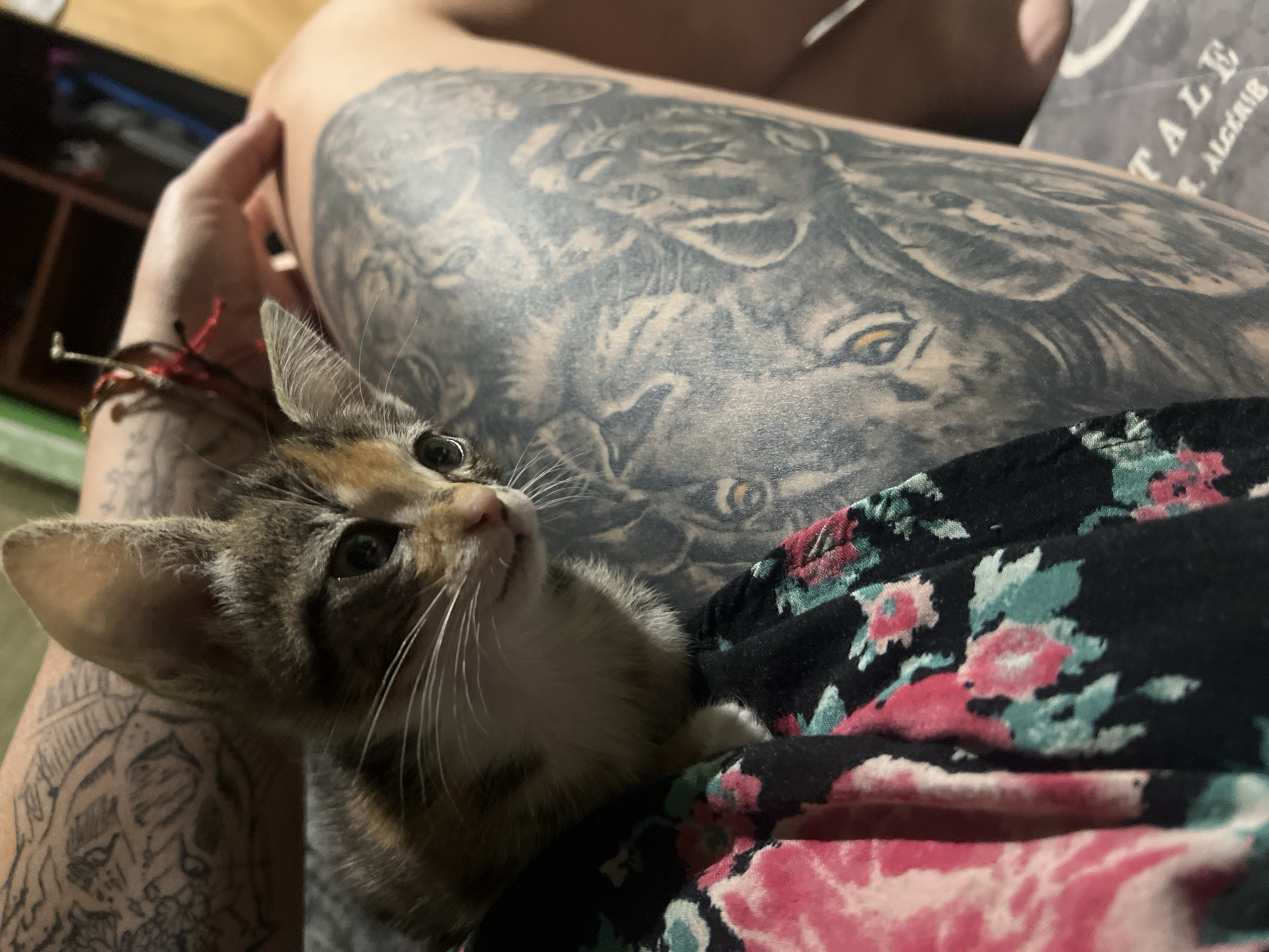 A close-up shot shows a kitten nestled against a person's leg. The leg is extensively tattooed with a grayscale image that appears to depict a lion or other large feline. The person is wearing a garment with a black background and a floral pattern of pink and turquoise. The kitten is small, with a brown and white coat. The person has a bracelet on their wrist. The scene appears to be indoors. There is no evidence to place this image in the city of Arica, Chile.