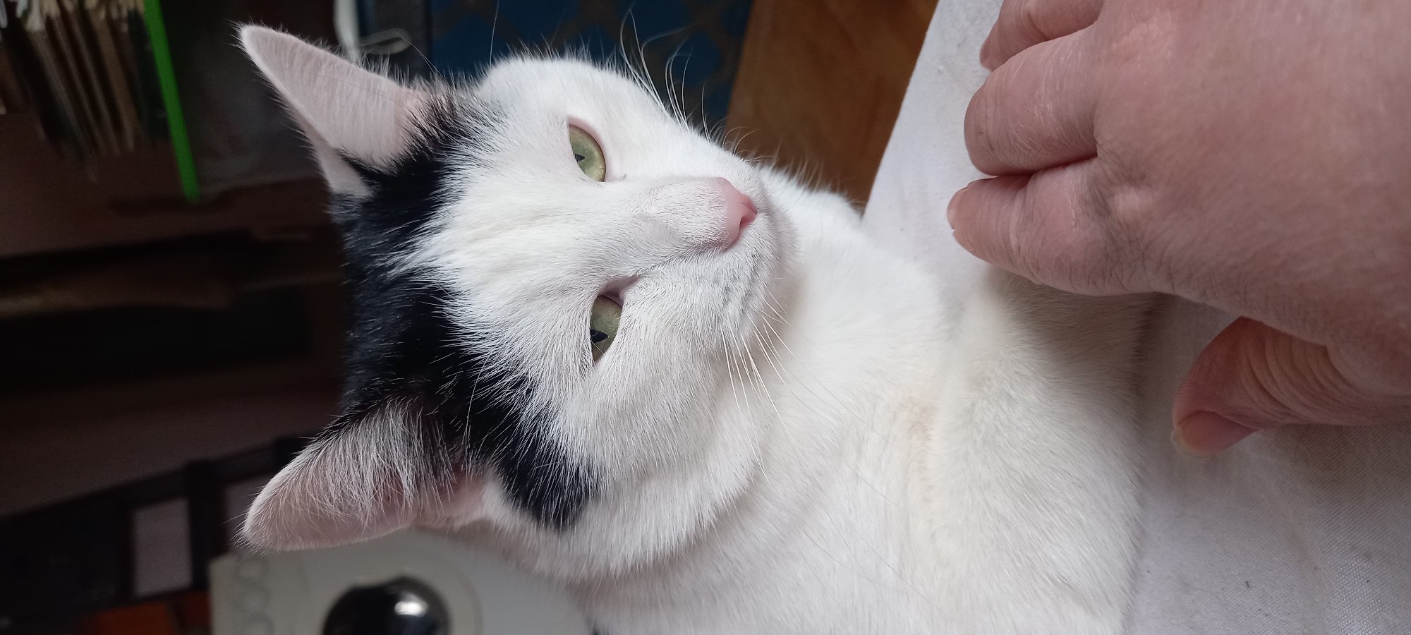 A white cat with black patches on its head is being petted by a fair-skinned hand. The cat has green eyes and a pink nose. The background is blurred, showing glimpses of a wooden surface and blue and white patterns. The location, Izhevsk, Russia, is not visually evident in the image.