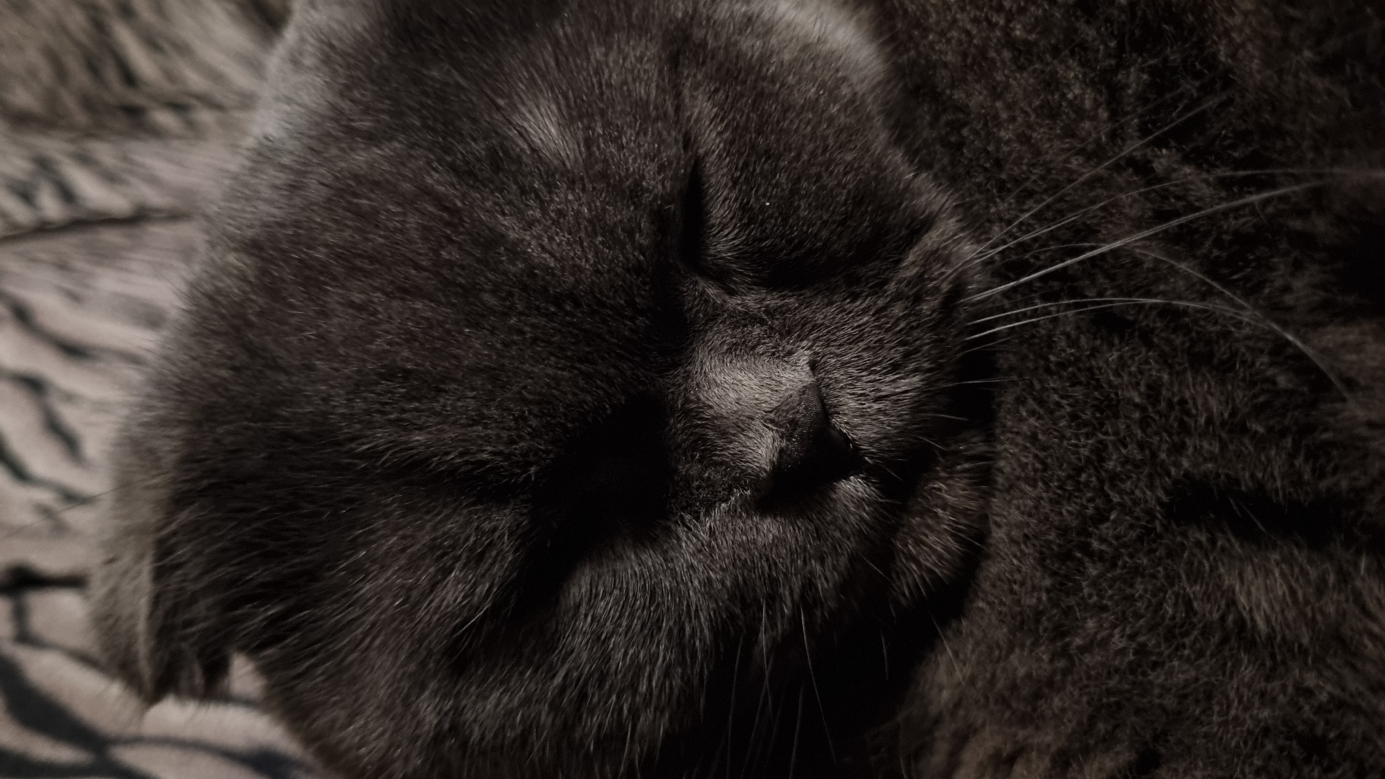 A close-up, high-angle shot shows the face of a gray cat sleeping on a textured gray surface. The cat's eyes are closed, and its fur is dark gray. The lighting casts shadows across the cat's face, highlighting its nose and whiskers. The background consists of a blurry, striped pattern, possibly a blanket or rug. The image is dark and moody, with a shallow depth of field that blurs the background. The location of Vysokoe, Russia is not visible in the image.