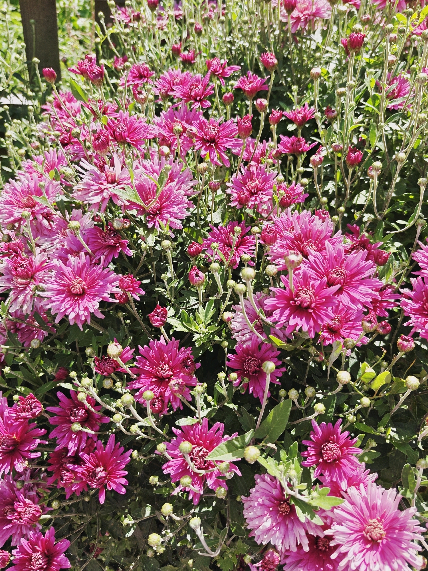 A close-up, eye-level, vertical shot captures a dense cluster of vibrant pink chrysanthemums in full bloom. The flowers dominate the frame, their intricate petals forming star-like shapes. Some buds are visible, nestled amongst the open blooms. Dark green leaves and thin stems create a lush background, with hints of a wooden fencepost and dappled sunlight in the upper left corner. The scene is devoid of any people or animals. The setting is a garden in Unknown, Unknown.
