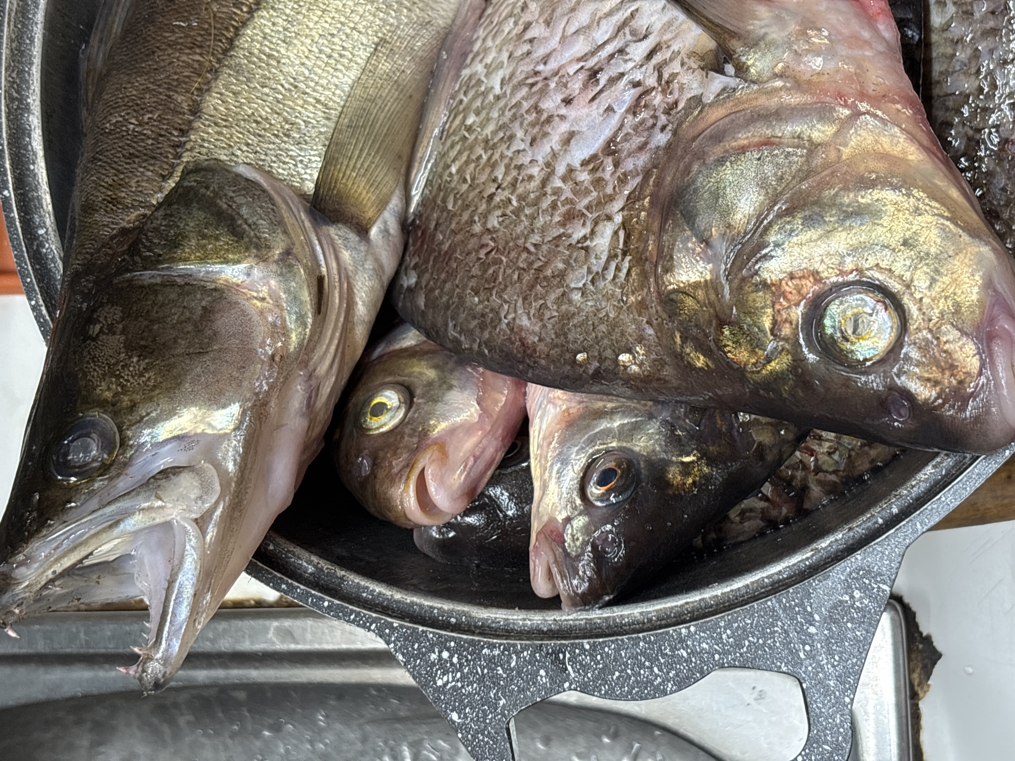 A close-up, top-down view captures a collection of fresh fish gathered within a speckled dark grey metal basin. The subjects are primarily the fish, varying in size and type, appearing recently caught or prepared for sale/cooking.
On the left, a large, elongated fish dominates the frame. It exhibits prominent, iridescent scales in shades of silver and gold, and its mouth is agape, revealing sharp, predatory teeth. This fish strongly resembles a pike-perch or zander, a common freshwater species in Russia. Its body appears sleek and muscular.
To the right and beneath this large fish, several other smaller fish are visible. These fish appear to be of a different species, possibly carp or similar freshwater types, characterized by finer scales and more rounded heads. Their coloration also includes golden and slightly pinkish tones, particularly around the gill areas. One of these smaller fish's head is prominently featured with a glassy eye. The fish are wet, with some visible slime or moisture reflecting the bright, even lighting.
The metal basin, with its distinctive speckled grey pattern on the rim, securely holds the fish. The bottom edge of the image shows hints of another surface or container beneath the basin, suggesting a domestic kitchen setting, a market stall, or a processing area. No individuals are visible, and there is no discernible text within the image. The overall impression is one of fresh, raw ingredients ready for culinary preparation, consistent with fishing and food traditions in locations like Lukintsy, Russia.