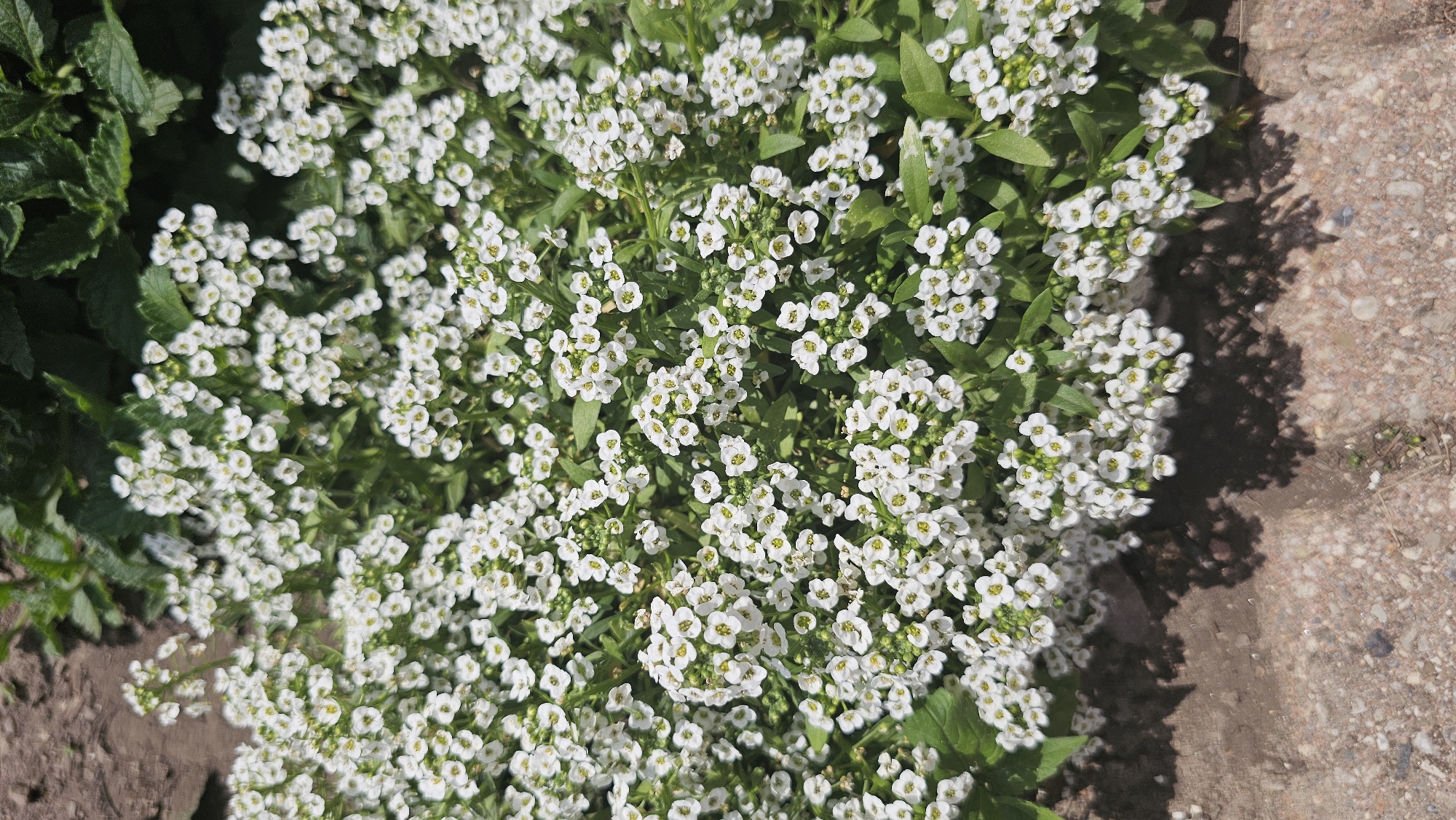 This media file displays a close-up, overhead view of a dense cluster of small white flowers with yellow centers, likely Alyssum, growing outdoors. The flowers are densely packed and bloom in clusters, interspersed with green foliage. To the left of the flowers, the edge of darker green, broad leaves of another plant is visible, suggesting a garden setting. The right side of the image shows a textured surface of gravel and concrete, casting a dappled shadow from the foliage onto it. The lighting suggests it is daytime, possibly late morning or early afternoon, with bright sunlight casting distinct shadows. The overall impression is one of a vibrant, thriving plant life in a natural or landscaped outdoor environment. There is no text visible in the image. The context of Oakville, Canada, implies this scene is likely found in a garden, park, or similar outdoor space within that geographical area.