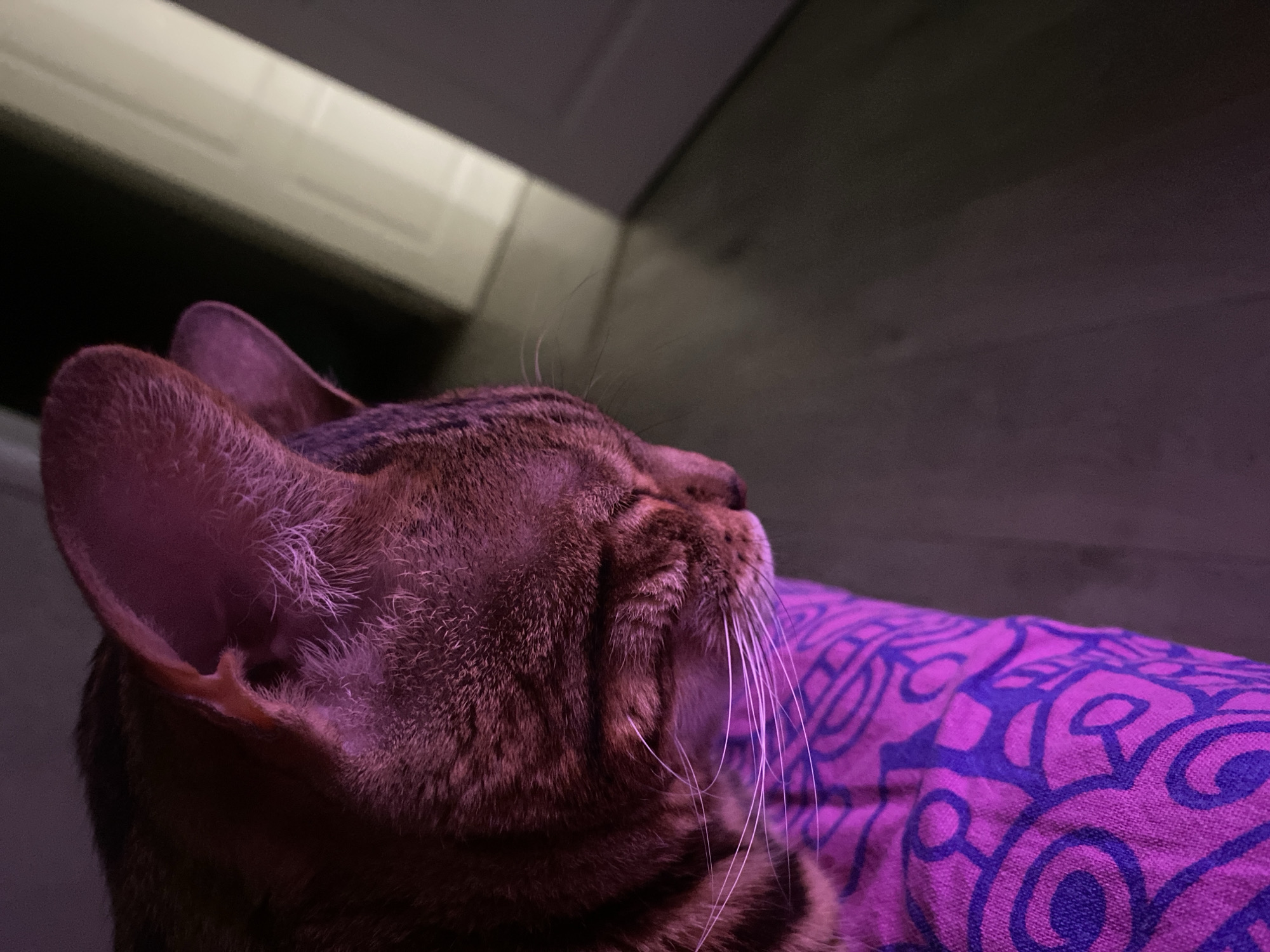 A close-up, low-angle shot focuses on the head and ear of a brown-striped cat resting on a purple patterned blanket. The cat is oriented with its head angled upward and to the right. Its whiskers are prominent against the patterned blanket. The background is out of focus and includes elements of a wall and ceiling. There is no visible indication this photograph was taken in Chaikovsky, Russia.