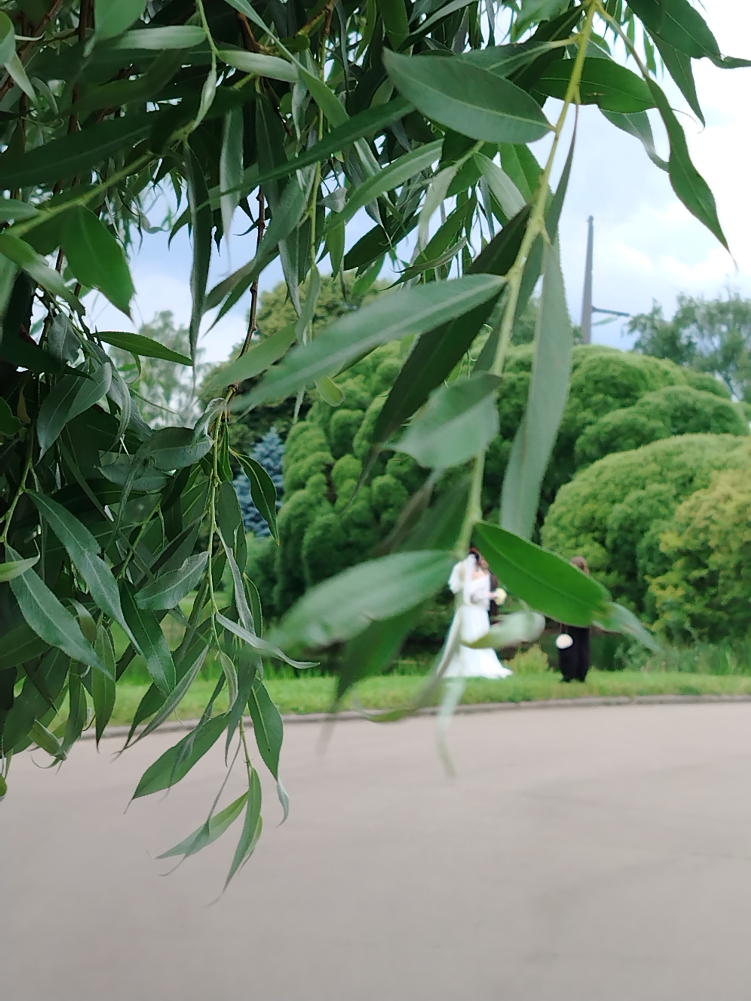 In Moscow, Russia, at a distance, a person in a white dress, likely a bride, stands beside another person in dark attire. They are positioned on a grassy area with a paved path in the foreground. Lush green bushes and trees form the background. The view is partially obscured by the drooping branches and long, slender leaves of a tree in the foreground, suggesting it might be a willow tree. The sky above is cloudy.