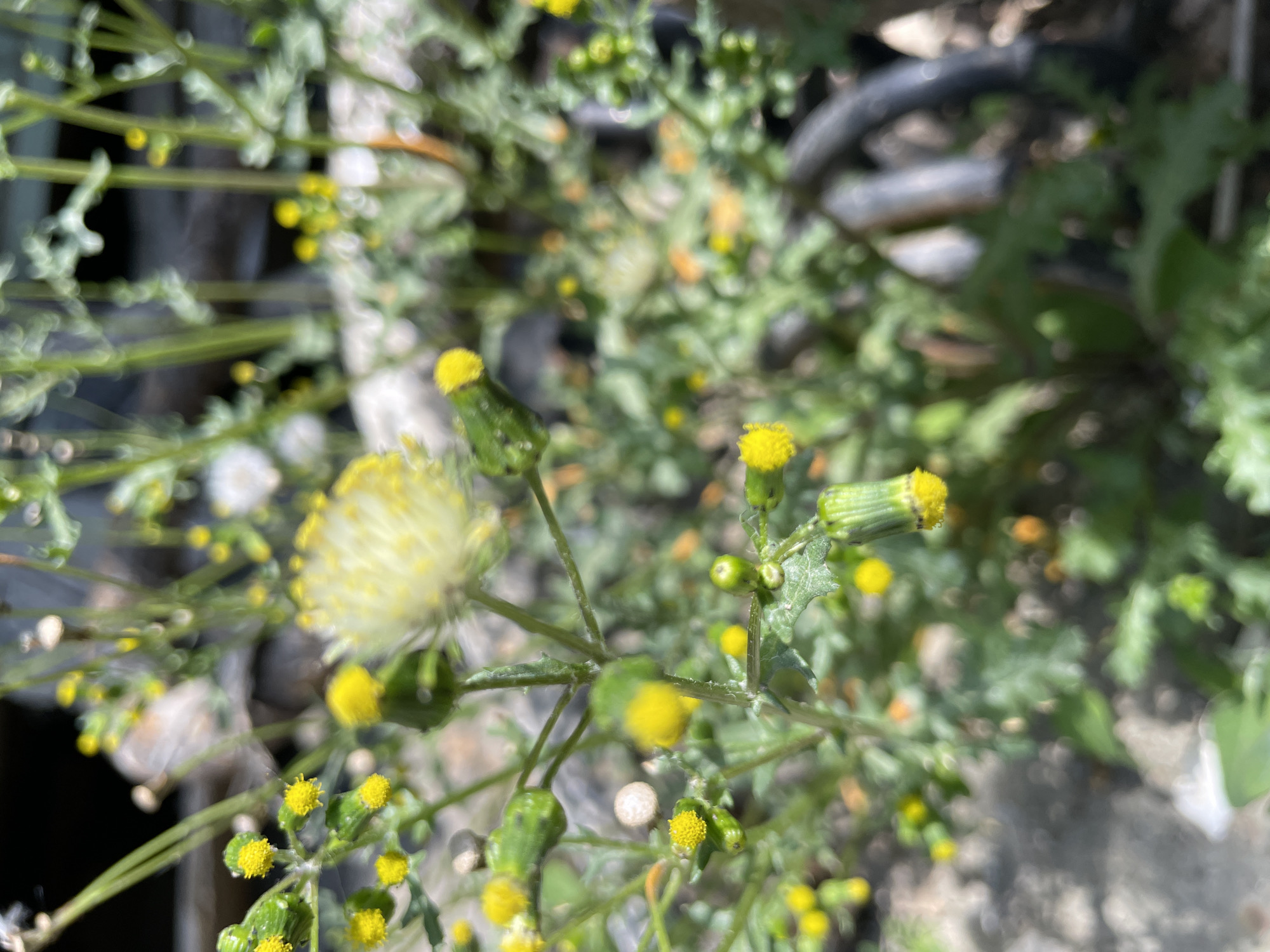 The image shows a close-up of a patch of plants with small yellow flowers, possibly in the flowering stage. The background is blurry, suggesting a shallow depth of field. The plants appear to be growing outdoors. There is no indication of the location being in Olginka, Russia, or any other specific location. There are no people, subjects, objects, actions, or interactions visible in the image, aside from the plants and their natural environment.