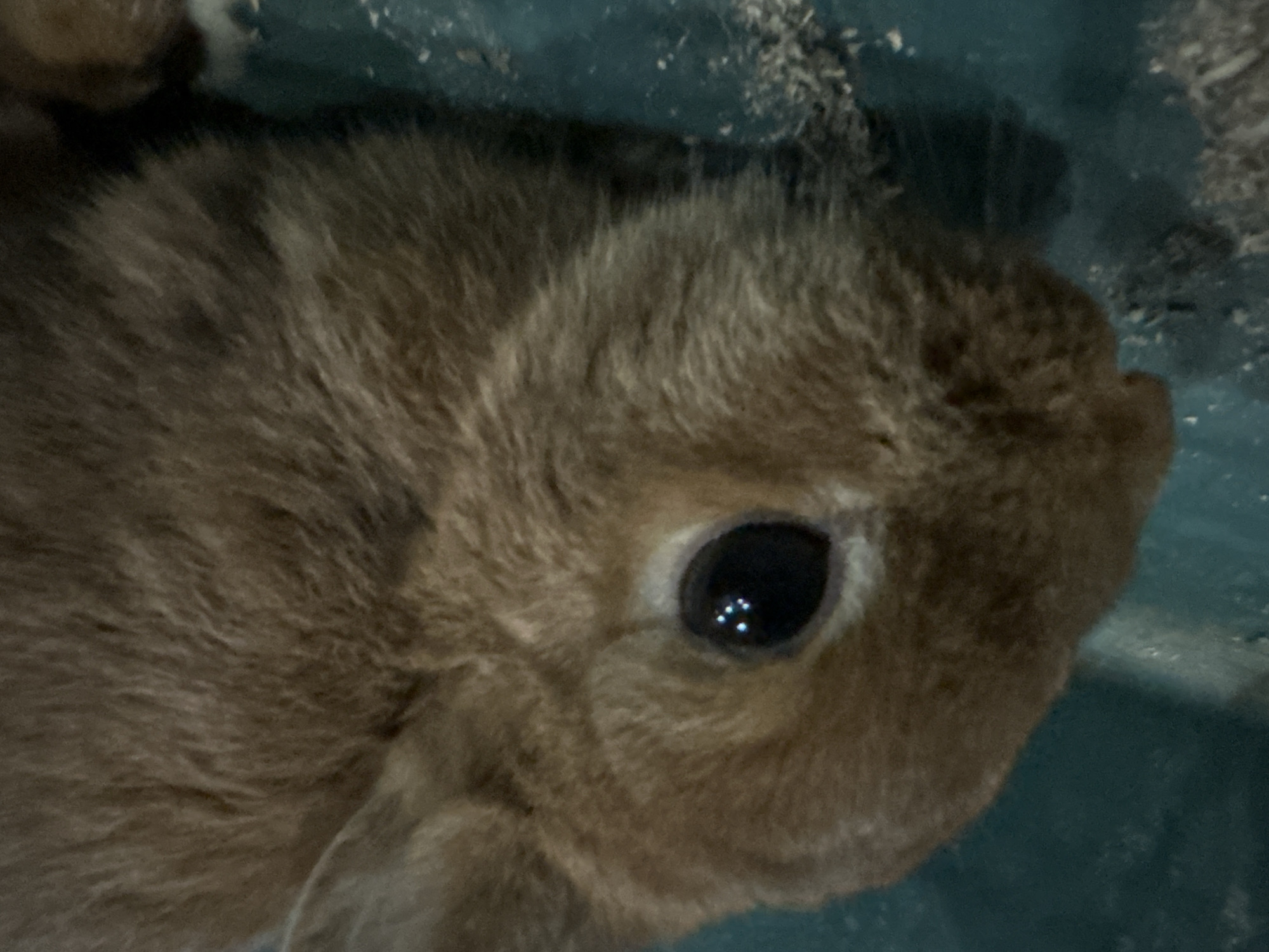 The image displays a close-up, slightly overhead view of a small, furry animal, most likely a rabbit or guinea pig. The animal, predominantly light brown or tan in color, occupies the majority of the frame, positioned towards the left with its head angled slightly. Its fur is dense and soft, showing varying shades of brown.
The most striking feature is the animal's large, dark, and reflective eye, located prominently on the right side of its face. The pupil is dilated and appears as a deep black. Within the eye, four distinct, bright white reflections are visible, clustered together, indicating multiple light sources in the environment.
The background consists of a consistent dark teal or blue-green surface, which appears to be solid, possibly plastic. Scattered across this surface, particularly in the upper and lower right sections, are numerous small, light-colored particles, resembling sawdust, hay, or other bedding material, suggesting the animal is within an enclosure or habitat.
No specific activity or event is taking place; the animal appears to be still, possibly observing its surroundings. The lighting suggests an indoor setting, with artificial light sources illuminating the scene and creating the reflections in the eye. The animal's expression, as interpreted from its calm, reflective eye, appears alert and peaceful. There is no visible text in the image.
