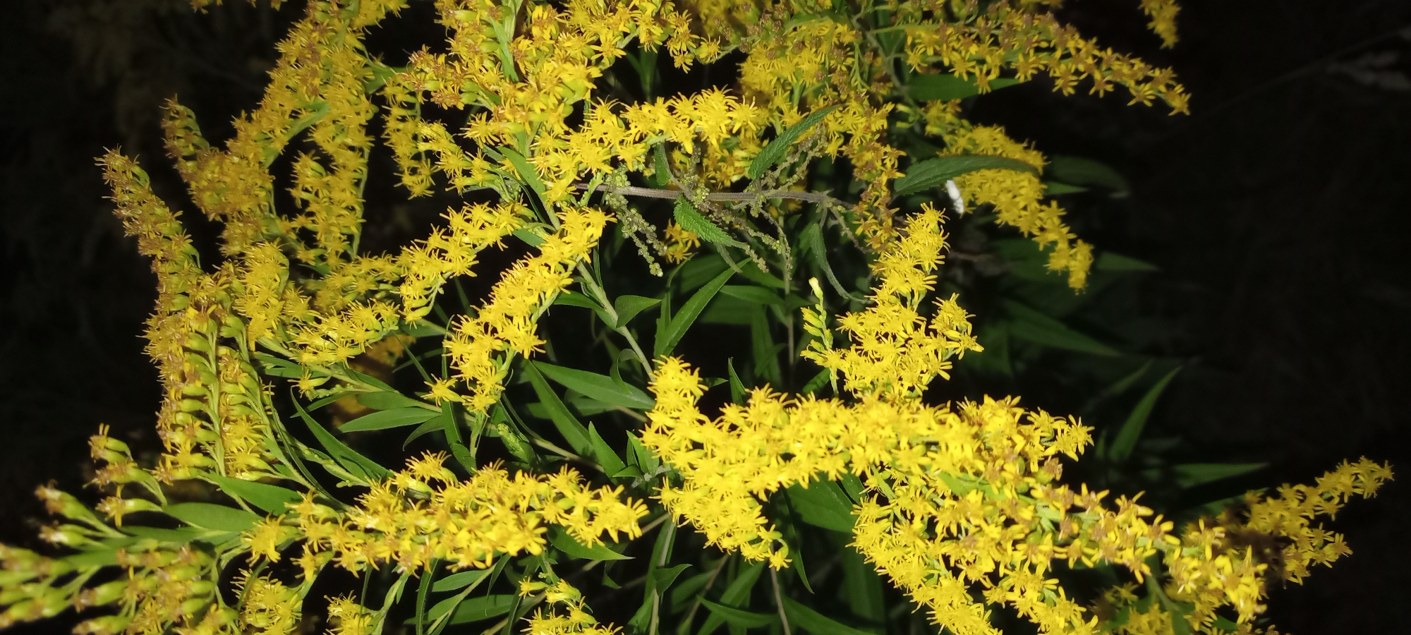 The image shows a close-up, eye-level view of a cluster of bright yellow flowers, likely Goldenrod, against a dark background. The flowers are small and numerous, forming branching clusters that dominate the frame. Some green leaves are visible amongst the flowers. The lighting is low, with the flowers appearing illuminated, suggesting they were photographed at night or in a dimly lit environment. The scene appears to be an outdoor natural setting. No people or specific landmarks of Dortmund, Germany are identifiable within the image.
