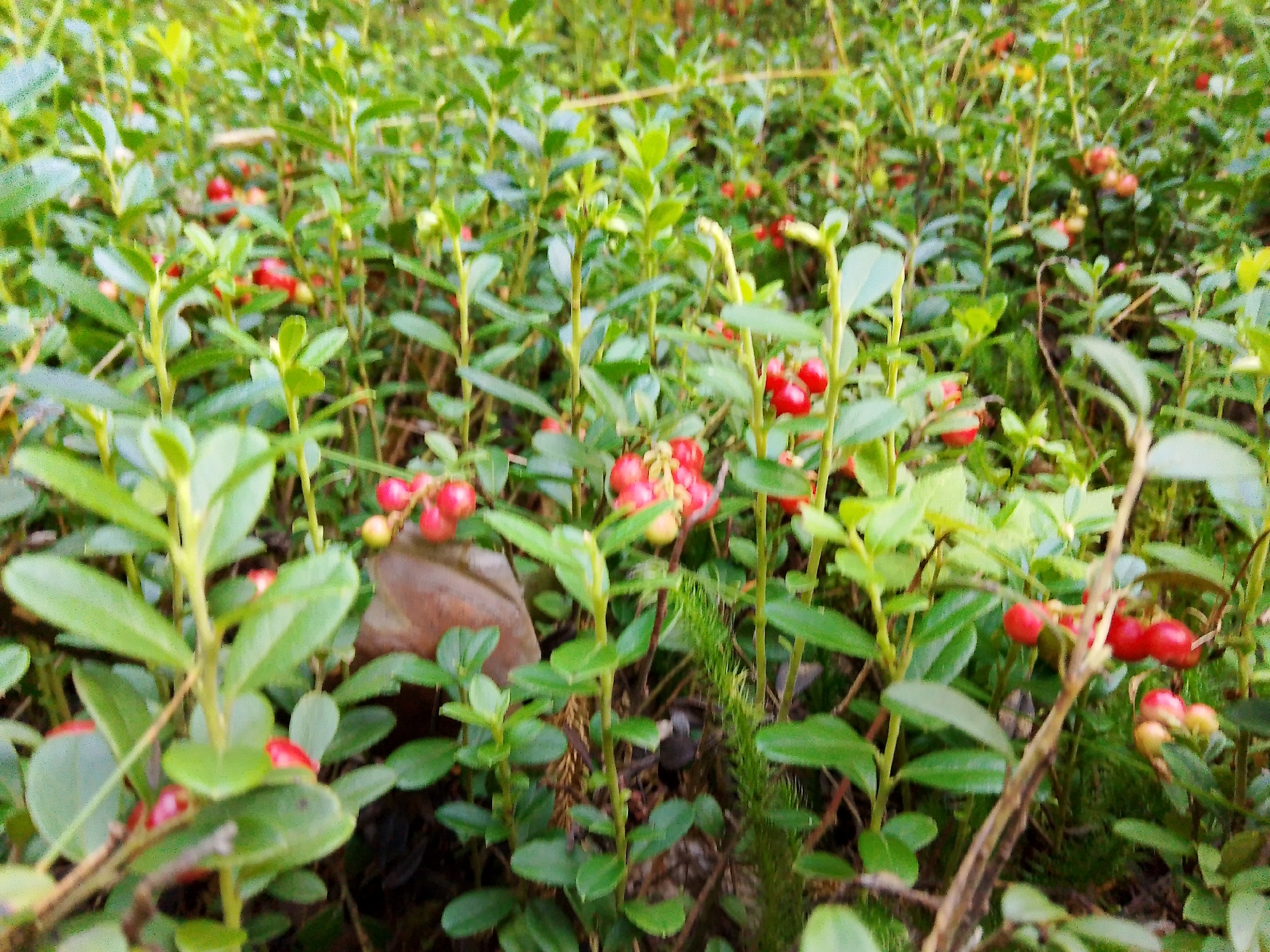 The image depicts a close-up view of a patch of lingonberry plants. The plants are dense and low-growing, with numerous bright red berries scattered amongst their green leaves. Some berries are fully ripe and round, while others are still developing and may be greenish or pinkish. The background is a blur of more green foliage and possibly some moss or ground cover. The scene appears to be in a natural environment, likely a forest or wooded area, consistent with the known habitat of lingonberries. The location is El'nikovo, Russia. There are no people or animals visible in the image. The lighting suggests it is daytime, possibly overcast or in a shaded area given the diffused light.