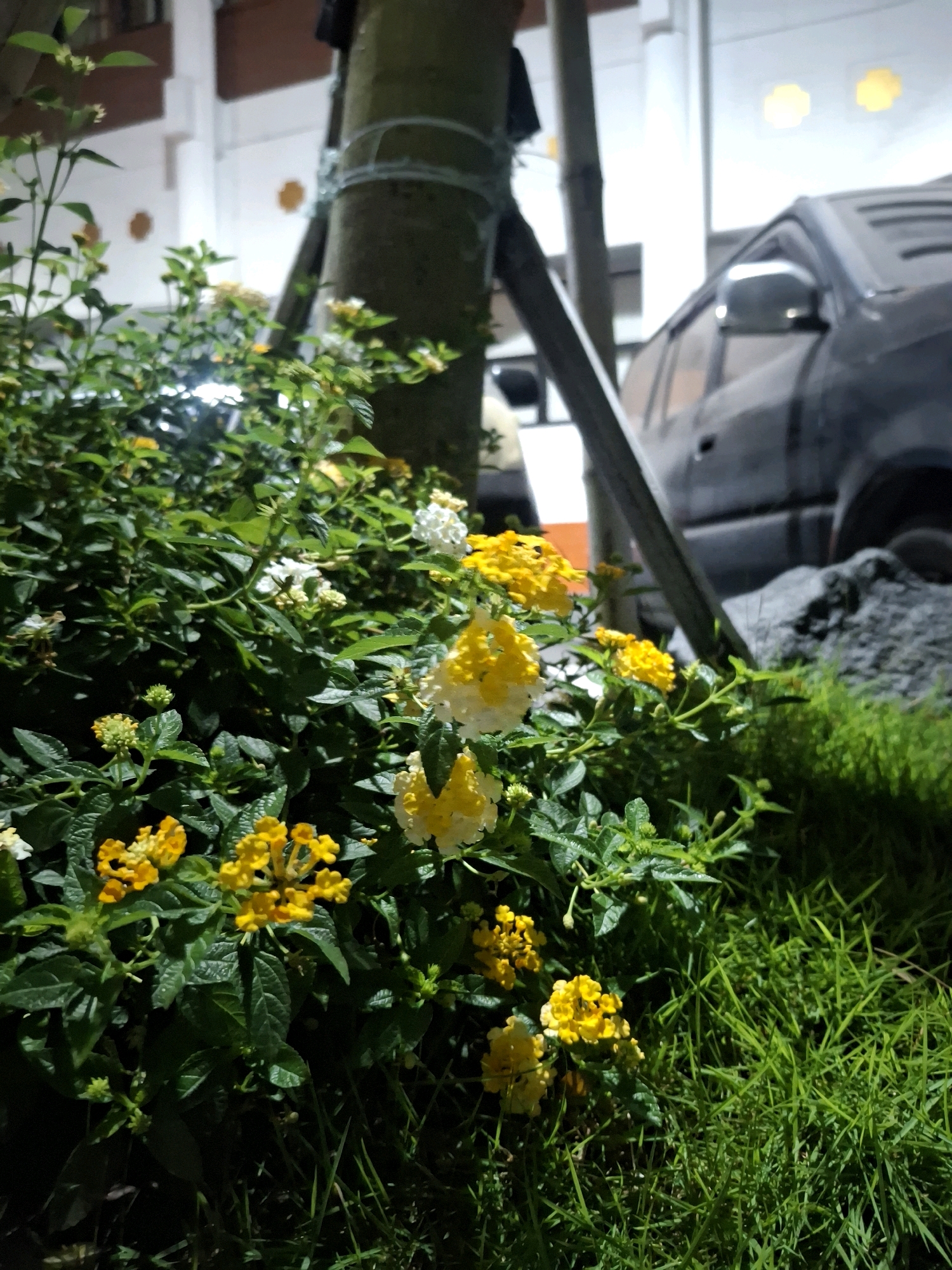 A low-angle, nighttime medium shot captures a cluster of yellow and white Lantana flowers in bloom, fronted by lush green grass. In the background, a dark-colored vehicle, possibly an SUV, is parked next to a large, rough-textured rock. A tree trunk, secured with a rope, stands to the left of the flowers. The scene is illuminated by artificial lighting, casting subtle shadows. The building behind the vehicle features a white facade with decorative yellow circular accents. The overall impression is that of a well-maintained urban garden, likely situated in the residential or commercial district of Surabaya, Indonesia, given the architectural style and vehicle type.