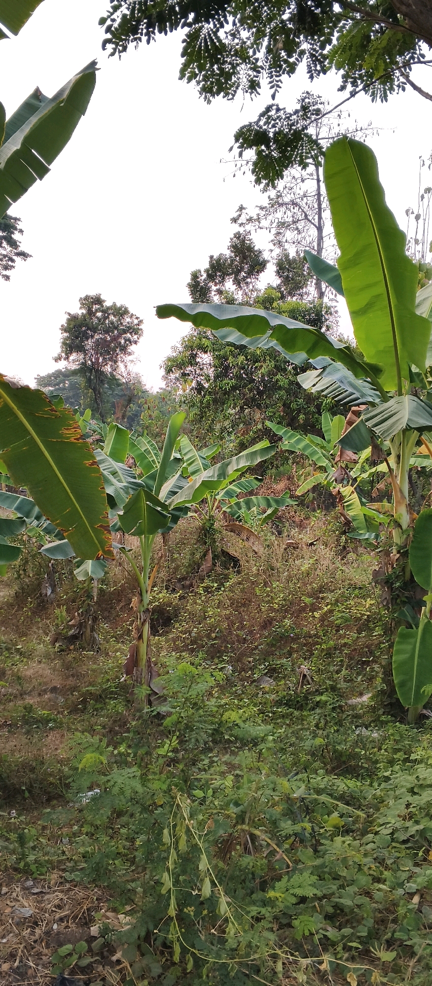 This is a vertical, medium shot photograph taken outdoors in a natural environment, likely a rural area of Japanan, Indonesia. The foreground is dominated by lush green vegetation, including several large banana leaves that frame the scene from the left and right sides. In the mid-ground and background, there are more banana plants interspersed with a variety of trees and dense undergrowth. The terrain appears to be uneven, with a slight incline. The sky is visible at the top of the frame and is mostly bright white, suggesting it is daytime, possibly late afternoon due to the soft lighting. There are no people or animals visible in the image. The scene depicts a tropical or subtropical landscape with a focus on the dense foliage.