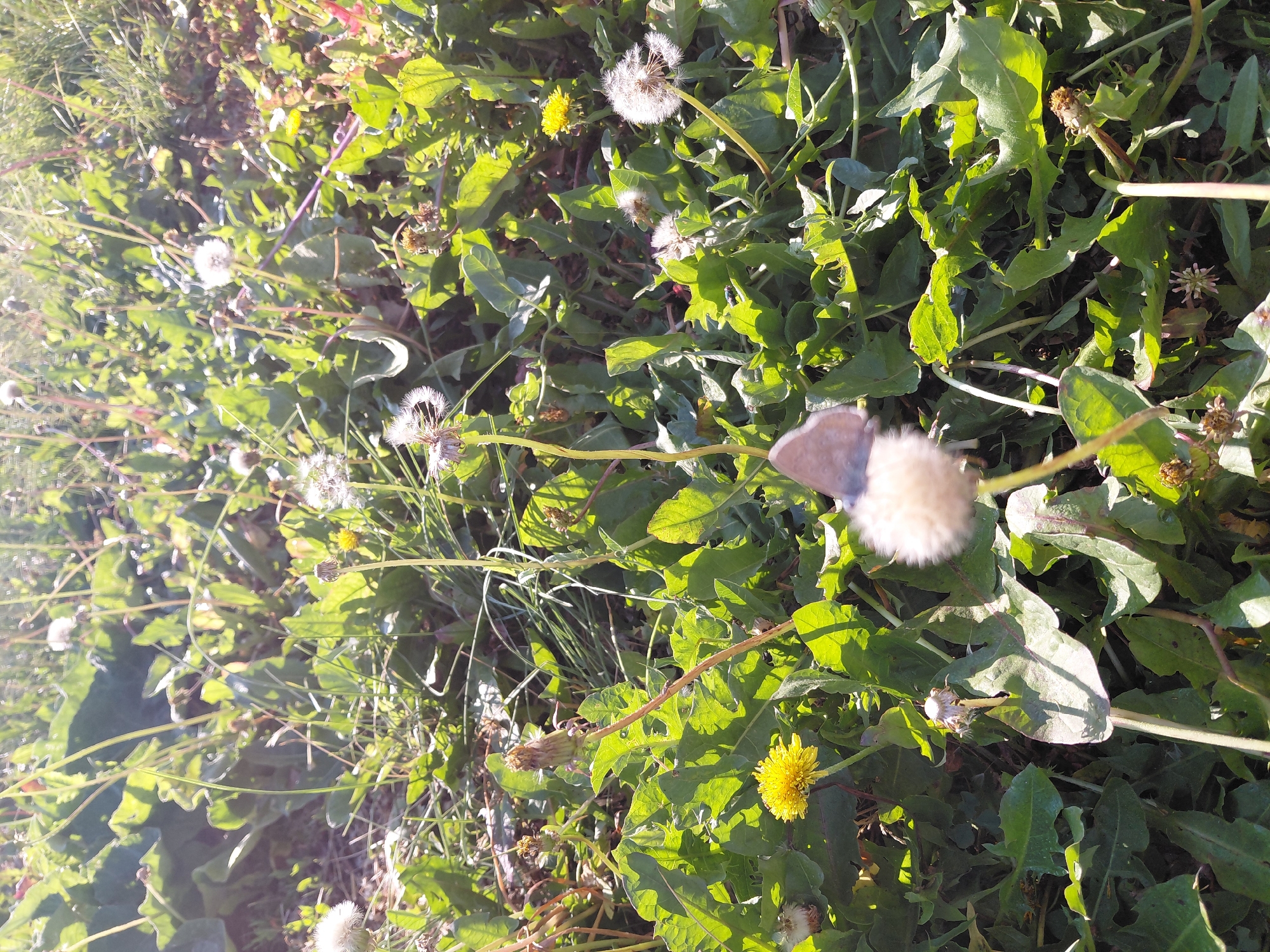 A close-up, sunlit shot captures a field of dandelions and other green vegetation. The foreground is dominated by a fluffy dandelion seed head in sharp focus, with a slightly blurred butterfly perched on it. To the left, a yellow dandelion flower is visible. In the background, more dandelion seed heads, some in bloom and some faded, are scattered amongst the leaves and grass. The lighting suggests it is daytime, with strong sunlight creating highlights and shadows. The scene appears to be a natural outdoor environment, possibly a park or undeveloped area within the city of Oskemen, Kazakhstan, given the context provided. No people or specific man-made structures are clearly identifiable.