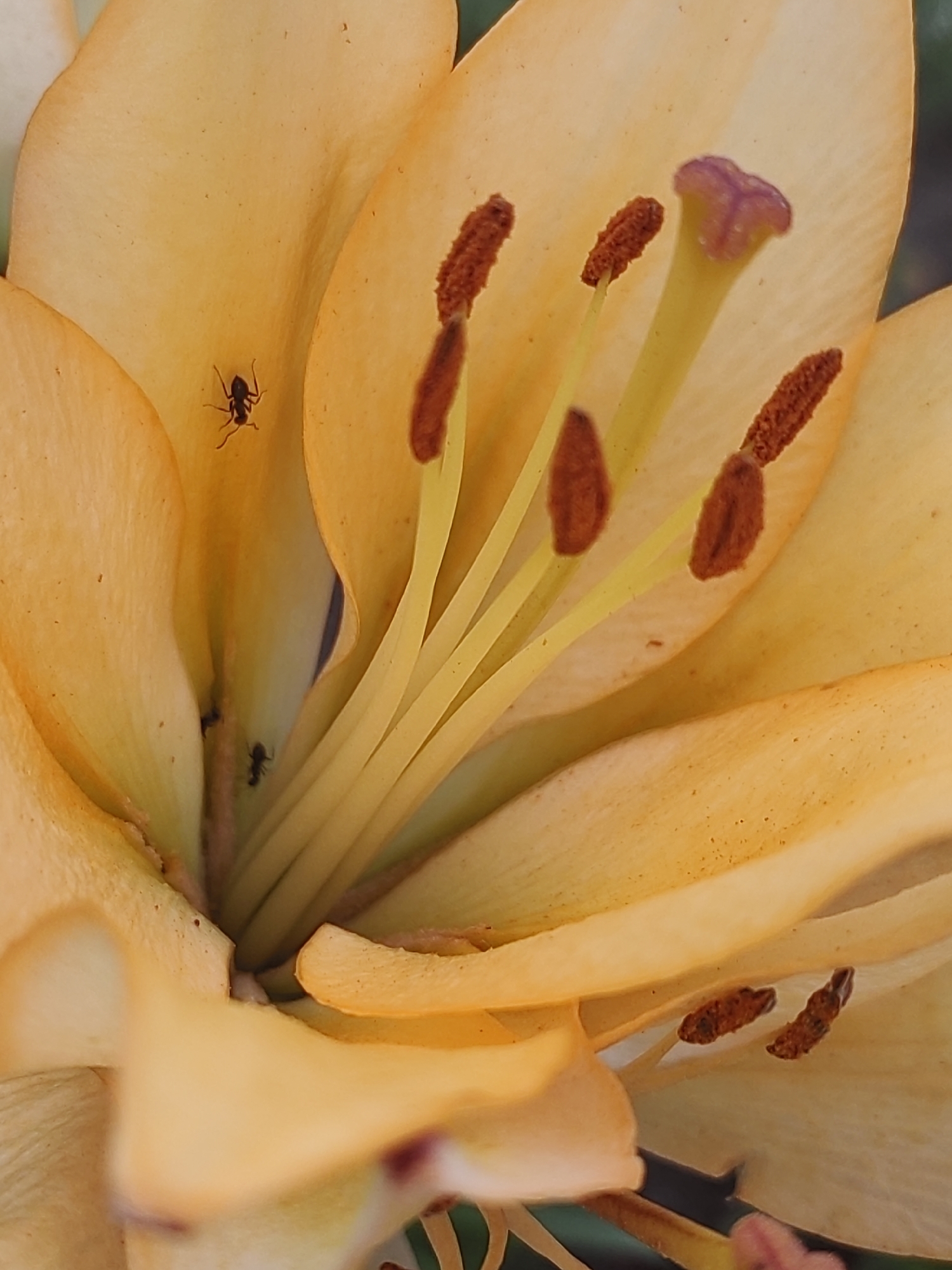 A close-up, macro shot of the interior of a yellow lily reveals intricate details of its stamen and pistil. Three dark-colored insects, likely ants, are visible on the petals and within the flower's reproductive structures. The lighting is soft, highlighting the delicate textures and hues of the flower. There is no information in the image to suggest a specific location in Hrodna, Belarus.