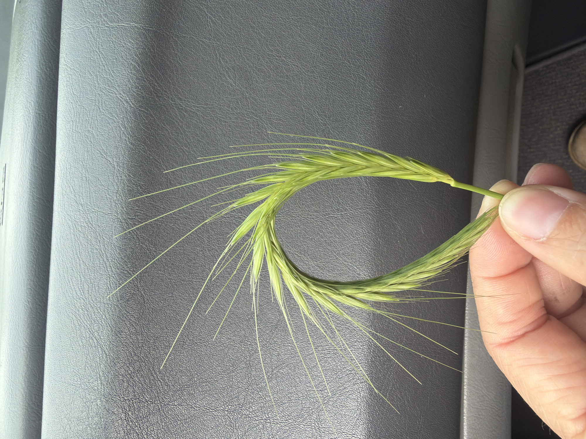 A hand holds a bent stalk of green grass against a textured gray surface. The stalk is bent into a loop shape. The location cannot be determined from the image alone.