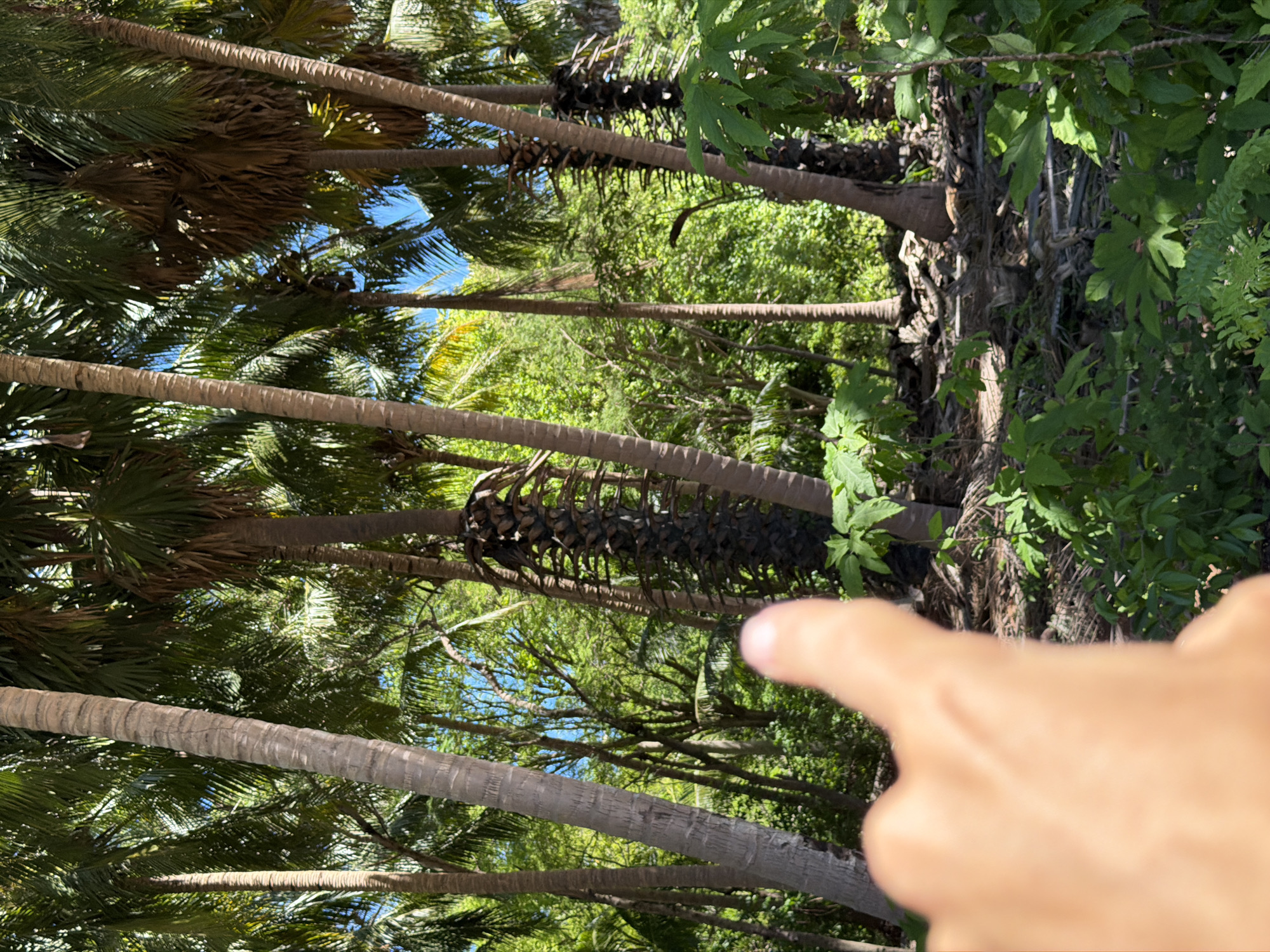A finger points to the right, into a densely forested area filled with palm trees. The foreground is dominated by the out-of-focus skin of the pointing finger, which is lightly tanned. Behind the finger, the environment is a vibrant green jungle, with numerous palm trees of varying heights and thicknesses. The trees are packed closely together, creating a dense canopy that allows patches of bright blue sky to peek through. The ground beneath the trees is covered in dried palm fronds and other organic debris. The scene appears to be a natural, undeveloped area.
