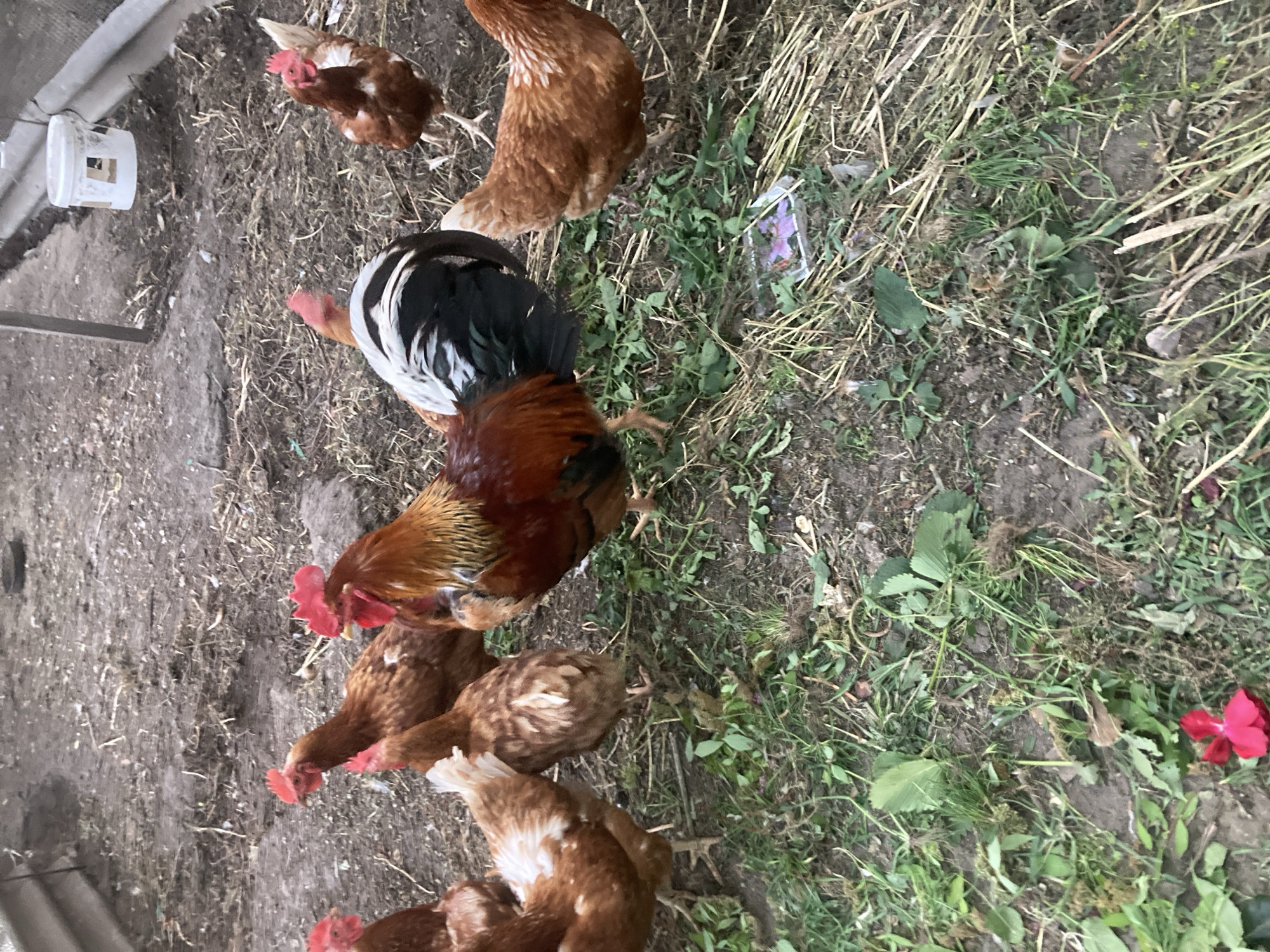 This image depicts a group of chickens and a rooster in an outdoor enclosure. The ground is covered with dirt, scattered straw, and patches of green grass. In the background, a white plastic bucket is visible hanging from a structure. The animals are predominantly brown and red in color, with the rooster displaying a more vibrant mix of red, black, and white plumage. Some of the chickens are looking towards the camera, while others are pecking at the ground. The scene suggests a rural or farm setting. The specific location within Матыкальскі сельскі Савет, Belarus cannot be determined from the image alone.