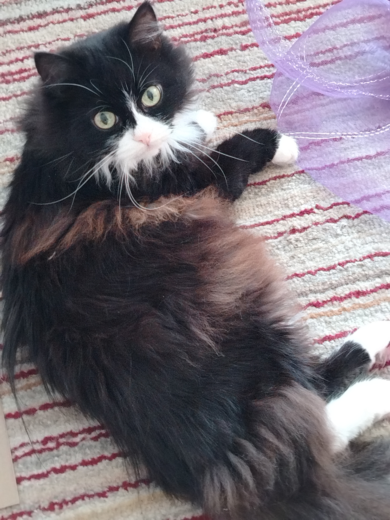 A black and white long-haired cat is lying on its back on a striped rug. The cat has green eyes and a pink nose. Its fur is black on its back and head, with white on its chest, paws, and a stripe on its face. The cat's tail is long and fluffy, and it is partially obscured by its body. A piece of translucent purple fabric with white stitching is draped near the cat. The rug has a pattern of alternating cream-colored stripes and thin red stripes. The scene appears to be indoors.