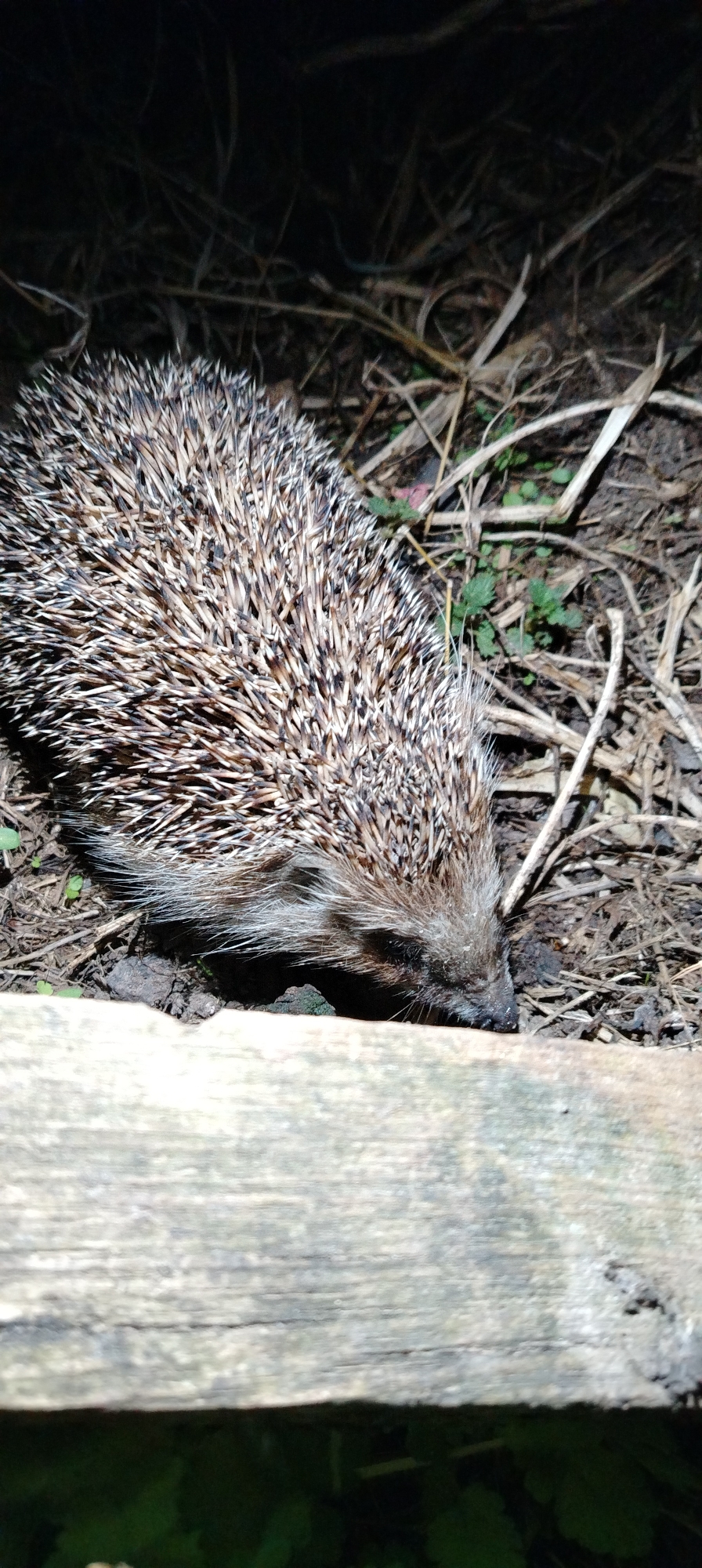 A hedgehog is partially visible behind a piece of wood on the ground. The hedgehog's head is visible, with its pointed snout and dark eyes. Its body is covered in spines. The ground around the hedgehog is covered in dry leaves and twigs. The location cannot be confirmed as Зипуново, Russia.