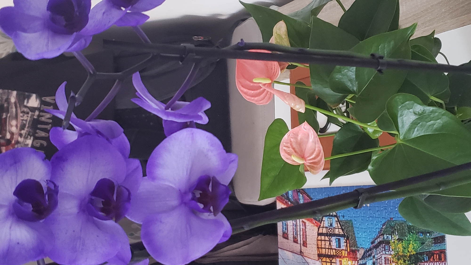 This is a close-up indoor photograph of two types of flowering plants. In the foreground, several large purple orchid blossoms are visible, with dark purple centers. Behind and slightly to the right of the orchids, there are several pink flamingo flowers (Anthurium) with prominent yellow spadices. The plants are set against a blurred background that includes a puzzle featuring a city scene with buildings and water, and a dark fabric with the word "VINTAGE" visible. The lighting is bright, suggesting an indoor setting with artificial light or natural light from a window. The overall impression is a decorative display of houseplants. The image does not contain any elements that indicate a specific location in Bratislava, Slovakia.