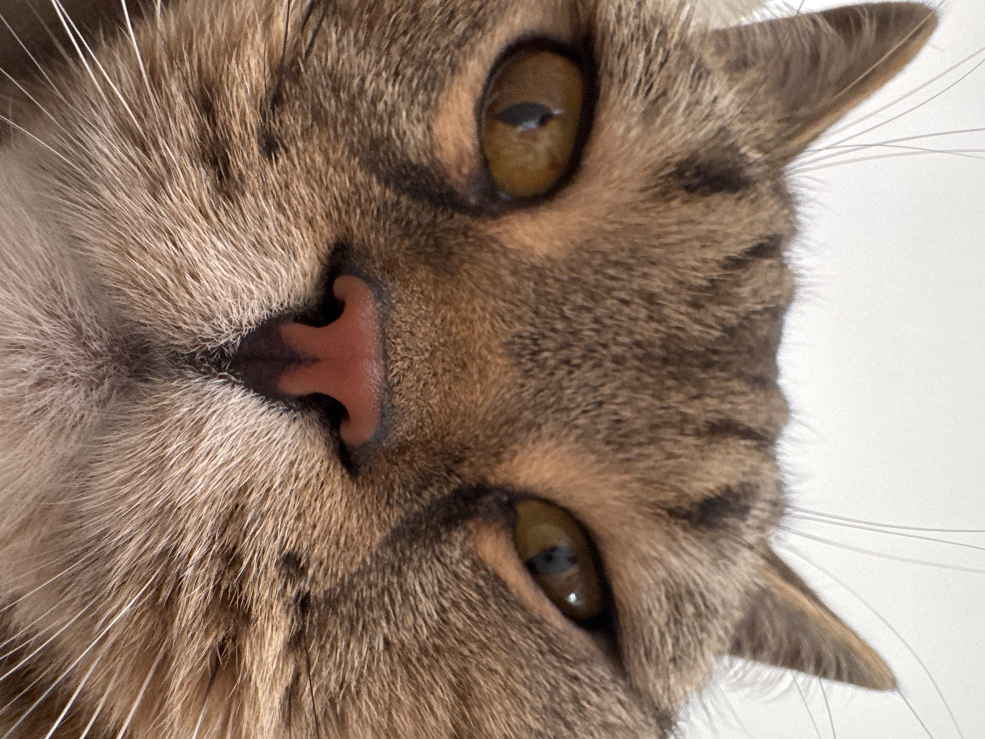 The image is a close-up, head-on shot of a tabby cat's face, filling the entire frame. The cat has striking amber eyes with dark pupils and a pink nose. Its fur is a mix of brown, black, and lighter tan stripes and spots. The background is a plain, bright white. The cat's ears are visible at the top corners of the frame, and its whiskers fan out prominently. There are no people or any discernible environmental features that would indicate a specific location, including Mikhaylovsk, Russia. The lighting is even and bright, highlighting the texture of the cat's fur and the details of its face.