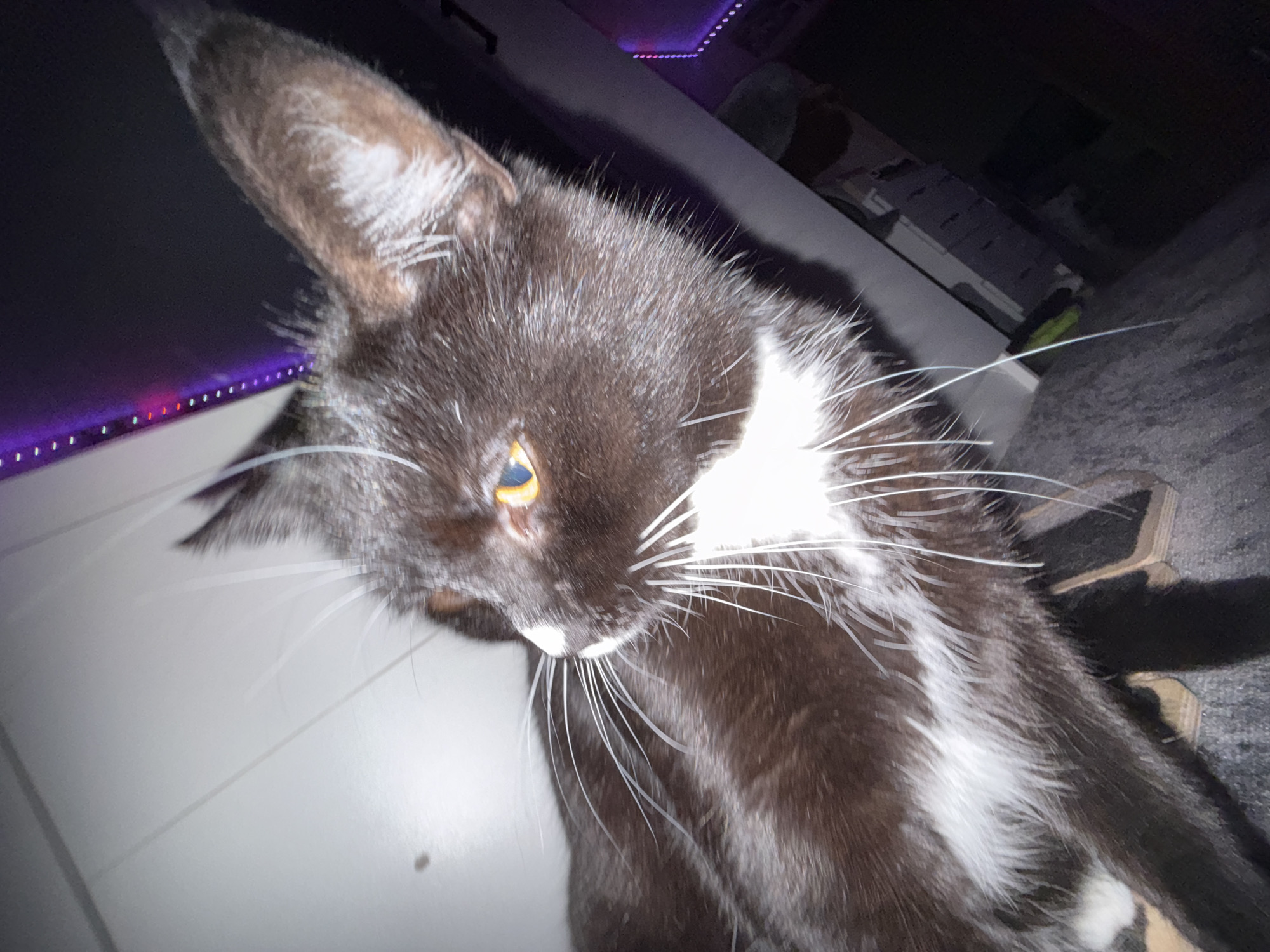 The image shows a close-up of a black and white cat with yellow eyes. The cat is lying down and looking to its left. The background is dark and out of focus, with some purple lights visible on the right side. The cat has white whiskers and a white chest. The overall lighting is dim. There is no identifiable context relating to the city of Pudomyagi, Russia.