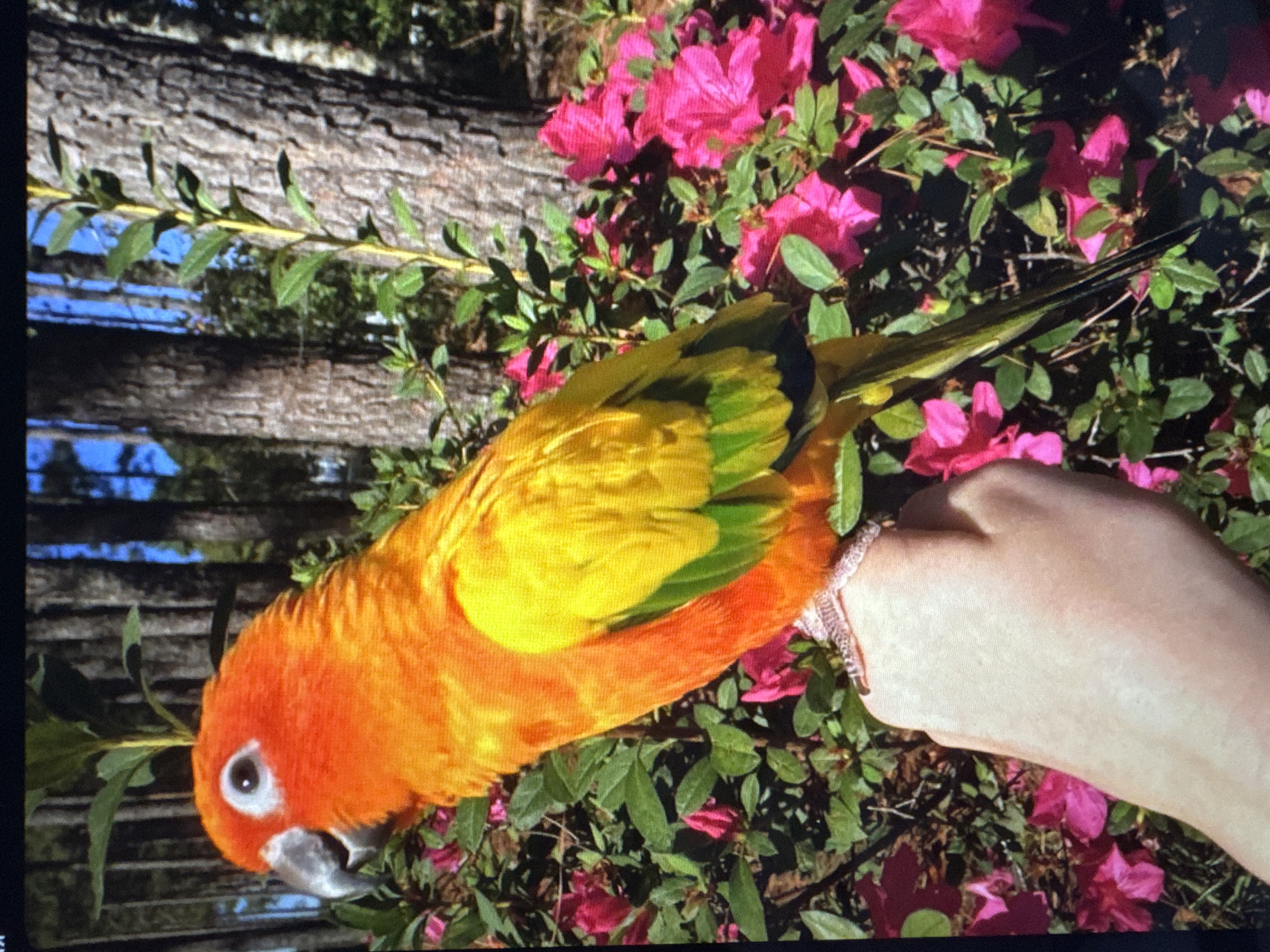 A close-up, vertical, eye-level shot captures a brightly colored Sun Conure parrot perched on a person's hand. The parrot's head and chest are a vibrant orange, transitioning to bright yellow on its back and wings, with green accents on the wing feathers. The parrot's eye is a dark pupil surrounded by a white iris. The person's hand is visible supporting the bird, with the parrot's clawed foot resting on the skin. The background consists of lush green foliage and bright pink azalea flowers, with the textured bark of pine trees and a bright blue sky visible beyond. The scene appears to be outdoors, possibly in a garden or park setting. No identifiable landmarks or specific location details in Tallinn, Estonia are present in the image.