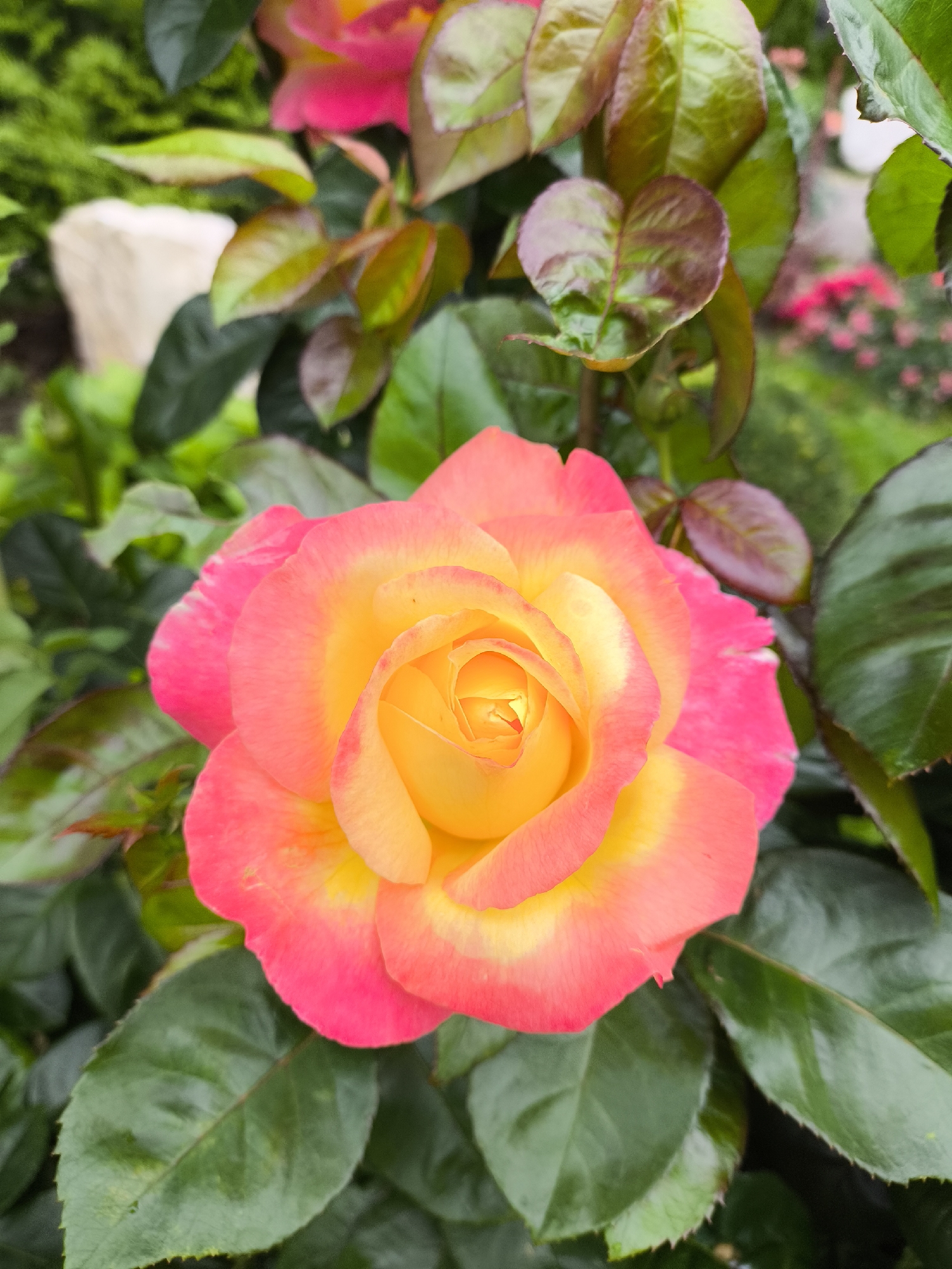 A close-up, eye-level shot shows a single, fully bloomed rose with vibrant petals transitioning from a deep yellow at the center to a bright pink at the edges. The rose is surrounded by lush green leaves, some with a reddish hue. The background is softly blurred, with hints of other pink flowers and greenery, suggesting a garden setting. The image was taken in Krasnogorsk, Russia.