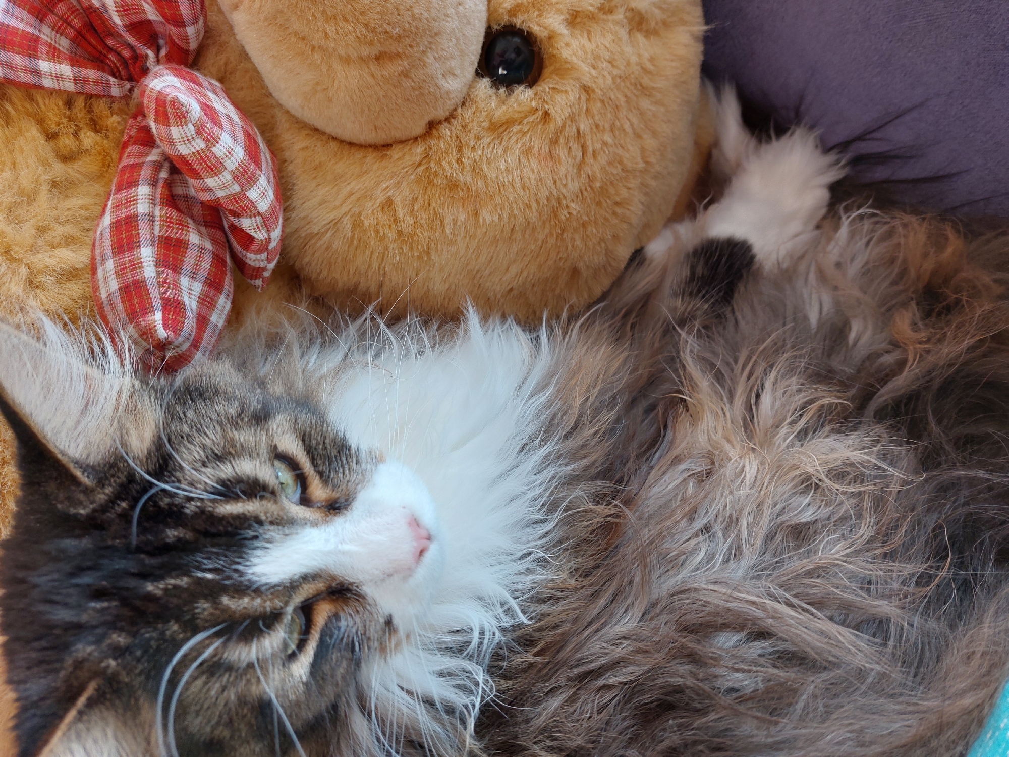 A brown and white tabby cat rests alongside a brown stuffed toy bear adorned with a red and white checkered bow. The cat is lying down and appears relaxed. The cat's fur is long and fluffy and there is a purple pillow on the right. The cat's nose is pink.
The location is Большой Букор, Russia is unknown.