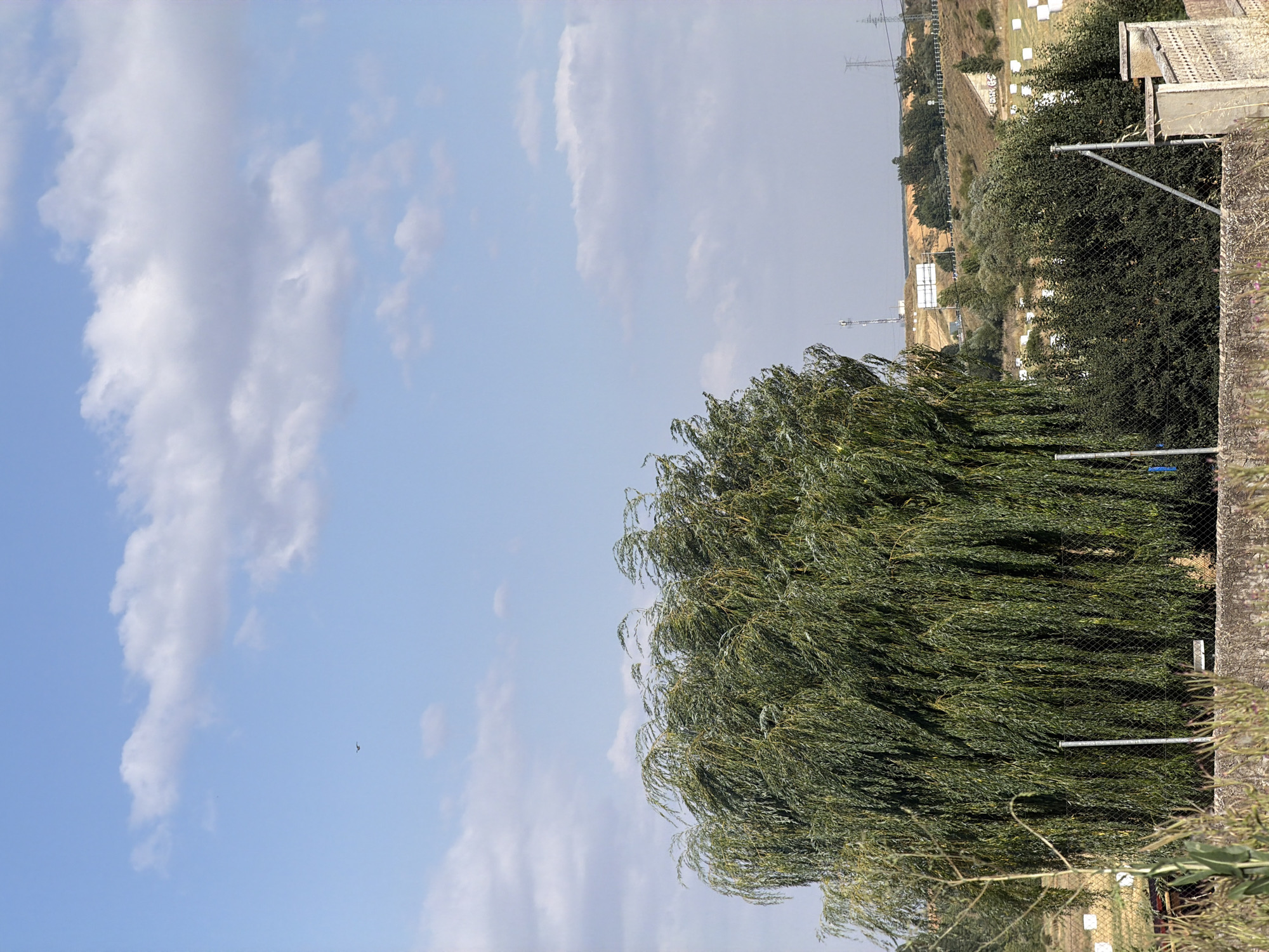 This is a medium shot, taken outdoors on a sunny day in Valdefresno, Spain. The foreground is dominated by a large weeping willow tree with dense, cascading foliage. A chain-link fence runs across the lower part of the image, partially obscured by the tree's branches and some dry grasses and small plants.
In the middle ground, beyond the fence and tree, are fields with several large, white, cylindrical bales, likely hay or straw. A few small trees and shrubs are scattered throughout this area. Further in the distance, rolling hills are visible, with a road winding up one of them. There are several structures on the hills, including what appear to be communication towers and buildings.
The sky is a clear blue with scattered white cumulus clouds. A small dark bird is visible in flight in the upper left quadrant of the sky. The overall impression is of a rural or semi-rural landscape.