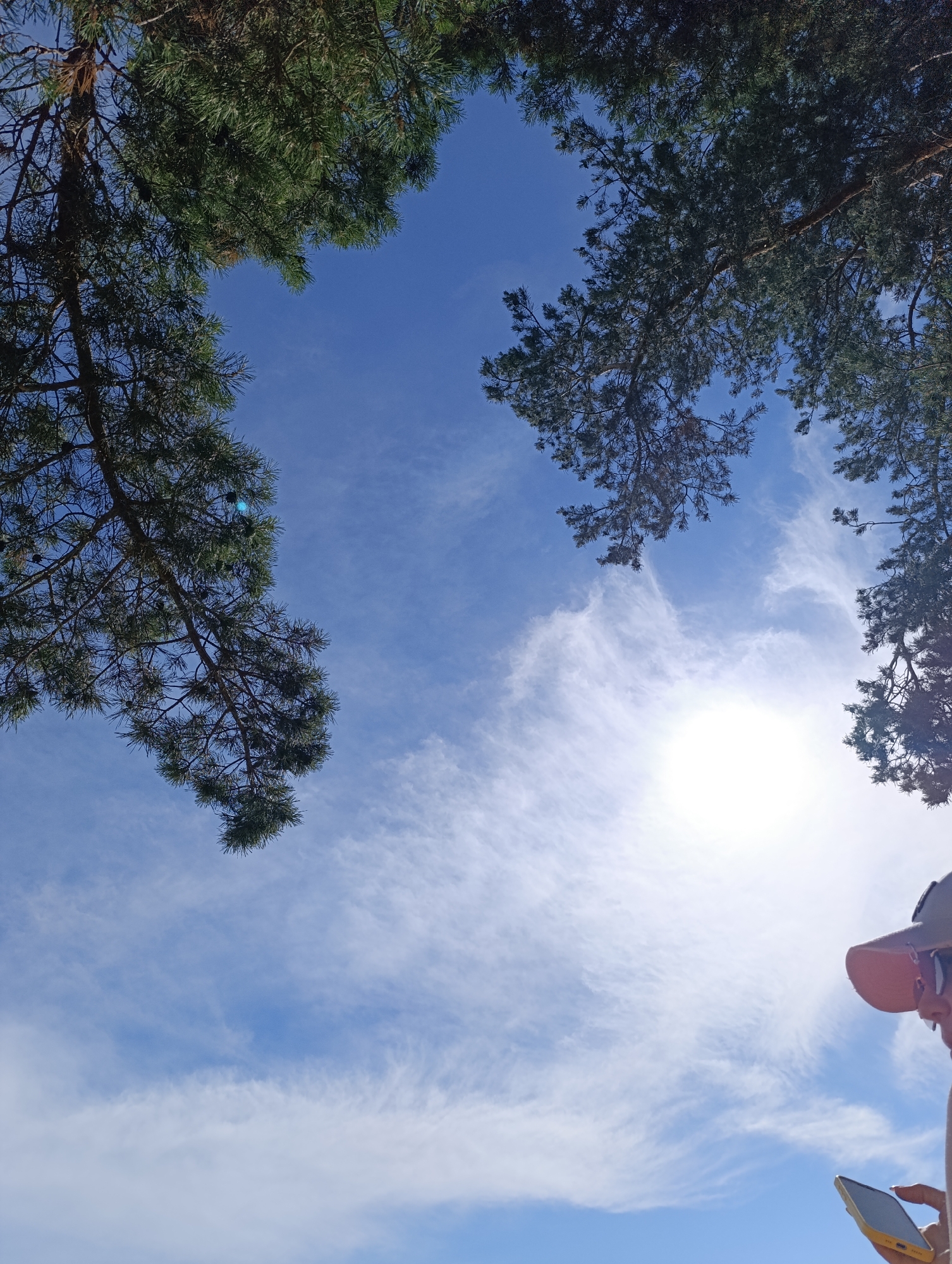 The image shows a person from the shoulders up, wearing a cap and sunglasses, holding a yellow smartphone in their hands. They are looking down at the phone, with the sun shining brightly in the background, creating a lens flare. The scene is set against a backdrop of a blue sky with scattered white clouds and the dark green branches of pine trees framing the top of the image. The sun is high in the sky, indicating it is likely daytime. The person appears to be outdoors, possibly in a park or a wooded area. The lighting suggests a sunny day with some haze or thin clouds. The person's posture and the focus on the phone suggest they are engaged with a task or communication. No visible text is present in the image.