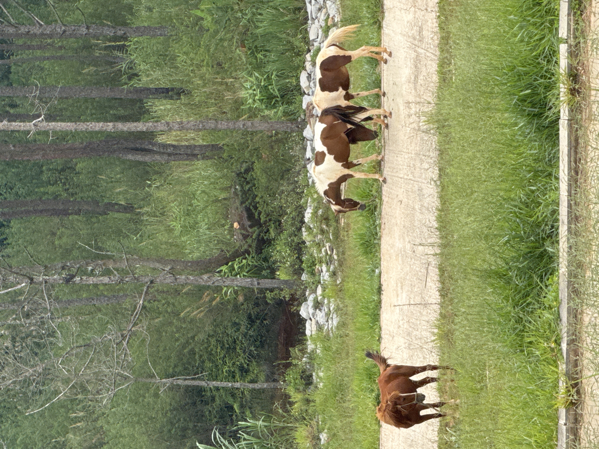 In the city of Da Lat, Vietnam, three horses graze in a field. A single brown horse stands on a paved path in the foreground, facing left. In the background, two piebald horses, one brown and white and the other a lighter shade of brown and white, graze on the same path. Behind them, a dense forest with tall trees and lush green foliage creates a natural backdrop. The ground is covered with grass and scattered rocks. The sky is overcast, suggesting a mild, possibly humid, climate. The overall scene depicts a tranquil rural setting within the outskirts of Da Lat.