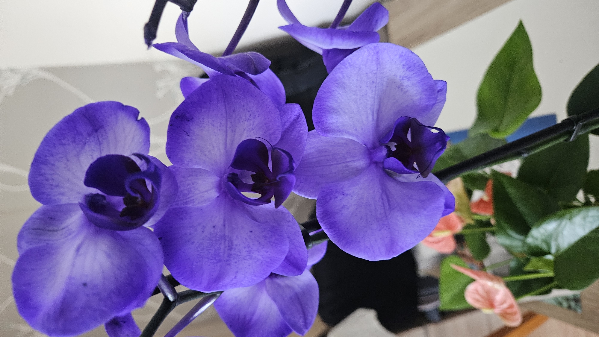 A close-up, vertical, eye-level shot features a cluster of vibrant purple orchids in full bloom. The orchids are the primary subject, with three prominent flowers in focus, showcasing their delicate petals and deep purple centers. Their stems are a dark, slender black. In the background, out of focus, are hints of other plants with bright pinkish-orange flowers and lush green leaves, suggesting a potted plant arrangement. The backdrop is softly blurred, with light-colored walls and possibly furniture, creating a domestic or indoor setting. No people are visible in the image. The scene is indoors, and no specific location in Bratislava, Slovakia, can be determined.