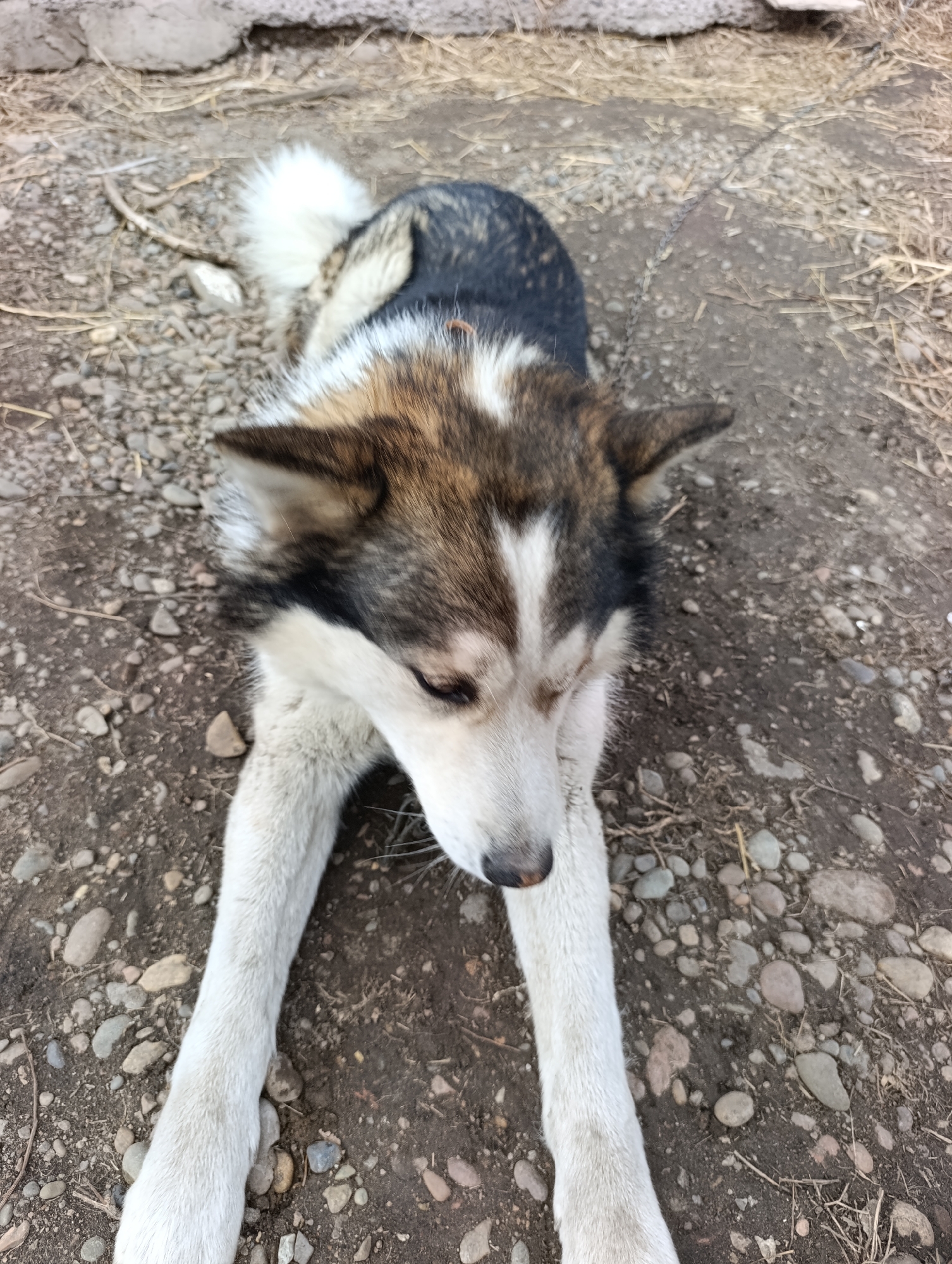 A medium-sized dog, possibly a Siberian Husky mix, lies prone on a dirt and gravel surface. The dog has a white face with brown and black markings, a dark grey or black body, and a white tail. Its white front legs are extended forward. The background shows a rough, uneven terrain with small rocks and dry grass or straw. The overall lighting is natural, suggesting an outdoor setting. The absence of clear landmarks makes it difficult to definitively confirm the location within Krasnoyarsk, Russia.