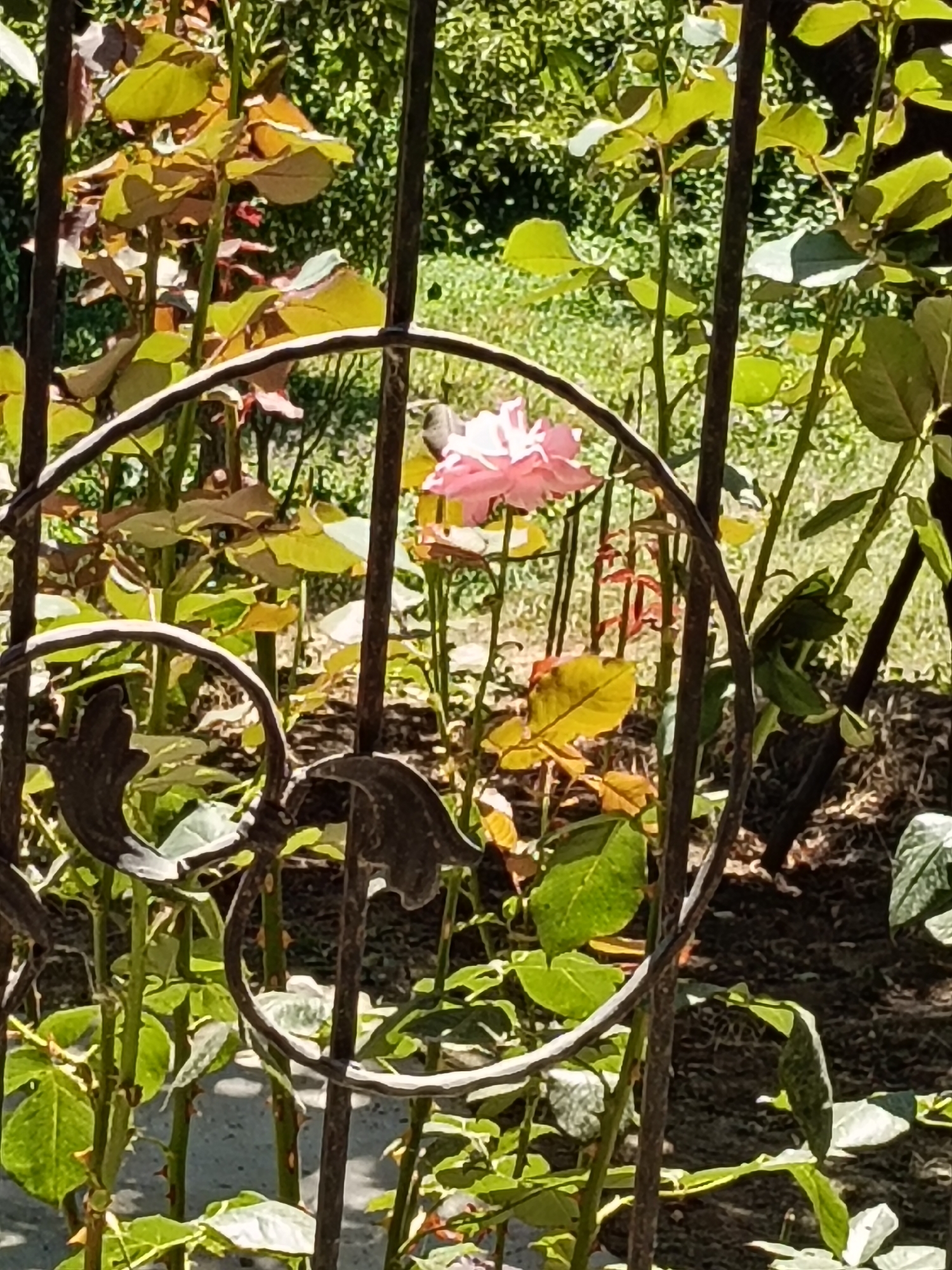 In Dağlı, Azerbaijan, a close-up shot captures a soft pink rose blooming behind a dark, ornate metal fence. The fence features a decorative circular element in the foreground, partially obscuring the rose and its surrounding foliage. The rose, positioned slightly to the left of the frame's center, is a focal point amidst a backdrop of green leaves and thorny stems. Sunlight filters through the leaves, creating dappled light and shadows on the ground. The overall scene is that of a garden in bloom, with the fence adding a touch of rustic charm.
