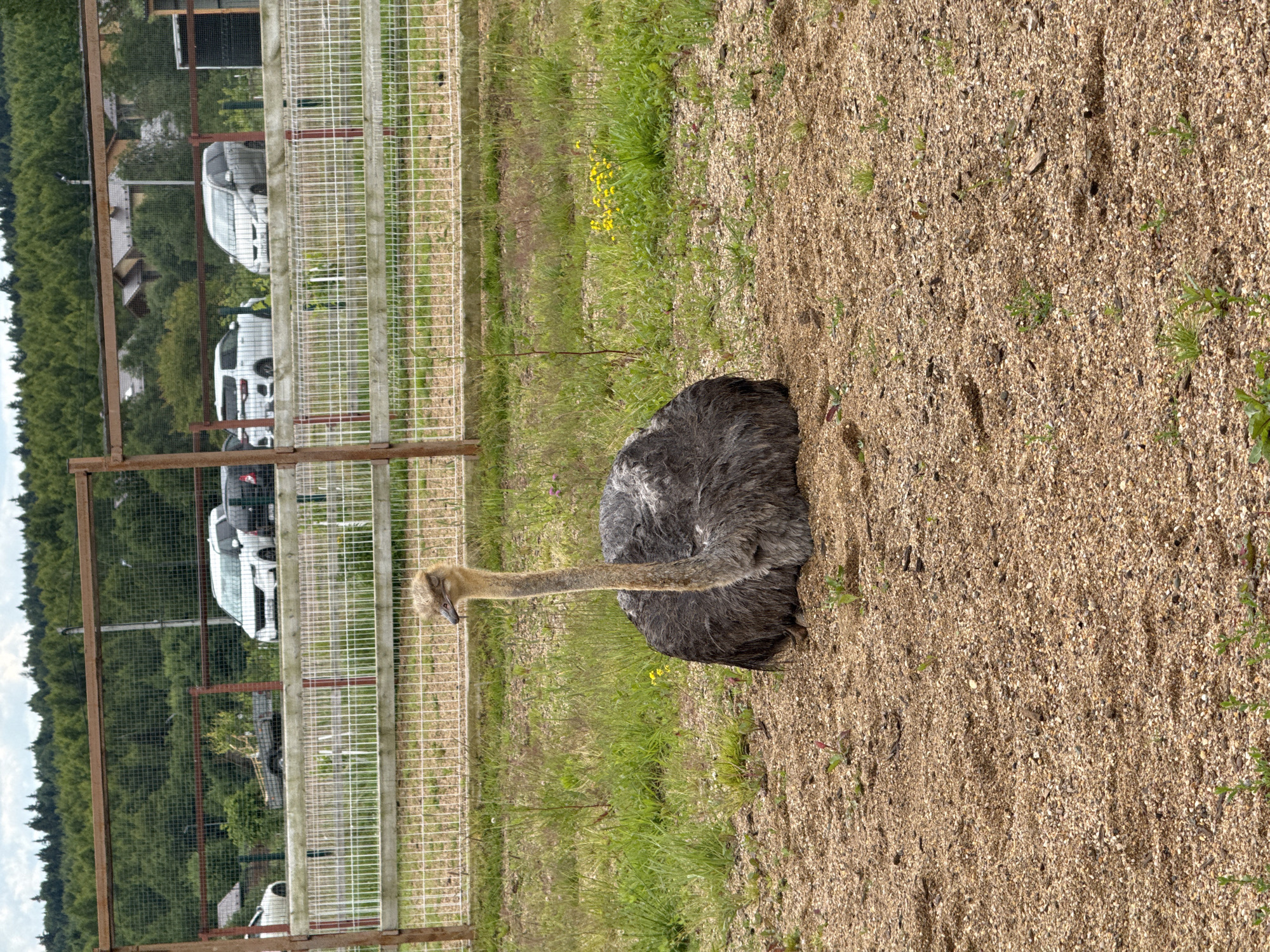 An ostrich is lying down on a sandy patch of ground next to a grassy area. The ostrich is mostly grey with a long, slender neck and head that are a lighter tan color. Its head is tilted down. In the background, there is a tall wire fence that encloses the area. Beyond the fence, there are trees and a few white vehicles parked in front of some buildings. The sky is partly cloudy. The scene appears to be set in an outdoor enclosure, possibly a zoo or wildlife park, in a rural or semi-rural setting. The lighting suggests it is daytime.